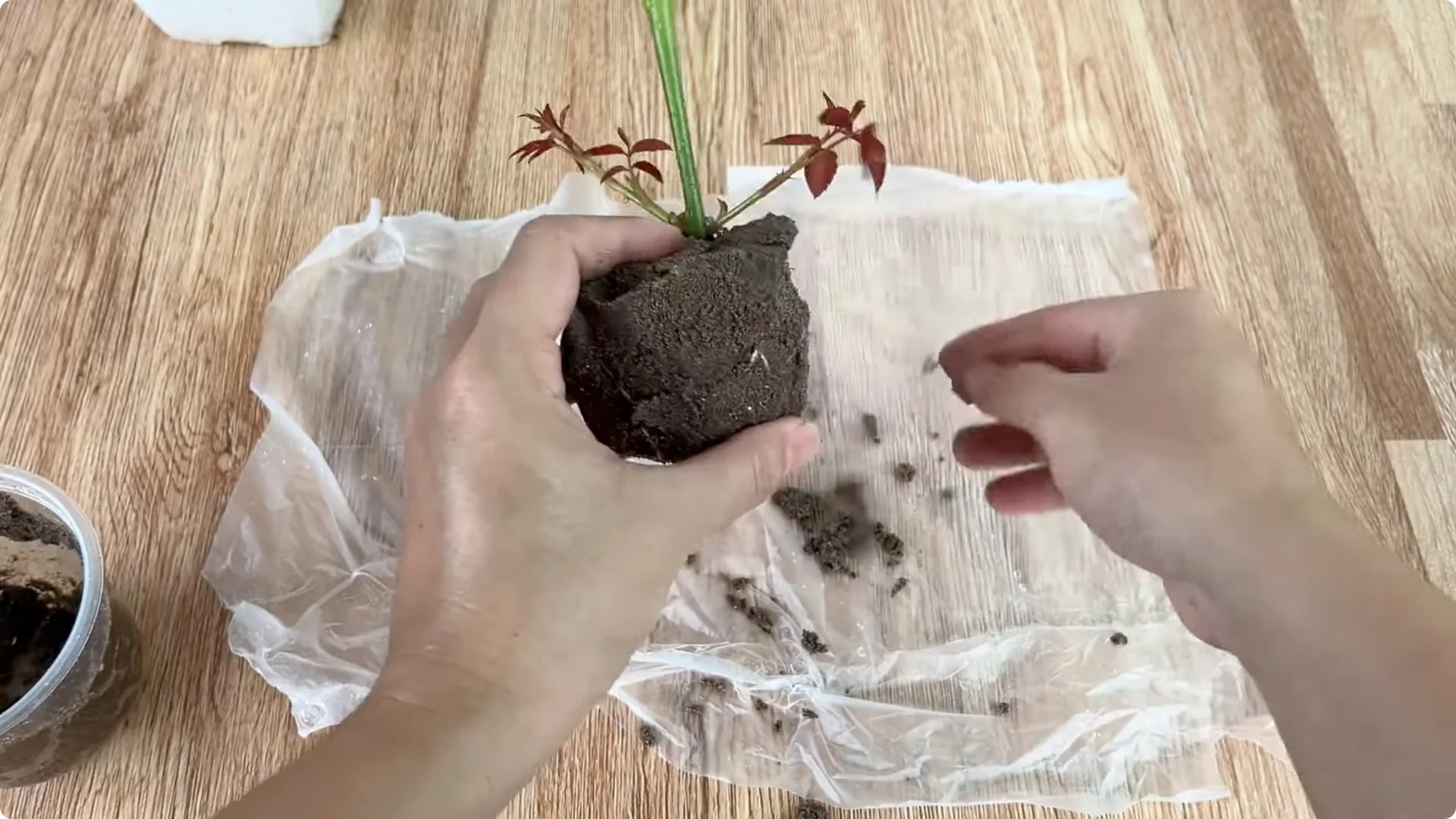 How One Spoon Can Transform Your Rose Plant’s Growth screenshot 5