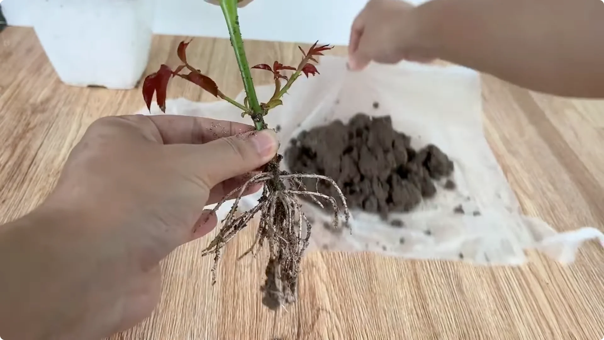 How One Spoon Can Transform Your Rose Plant’s Growth screenshot 6