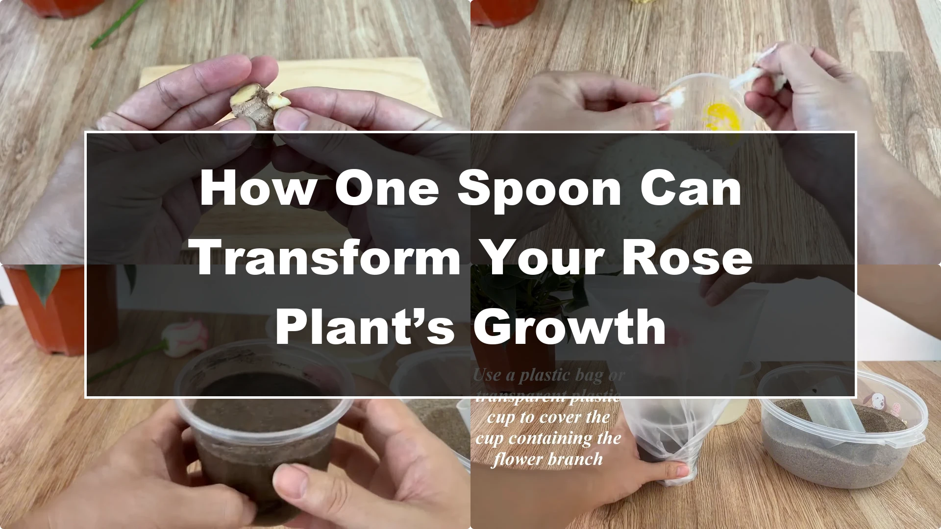 How One Spoon Can Transform Your Rose Plant’s Growth - Featured Image