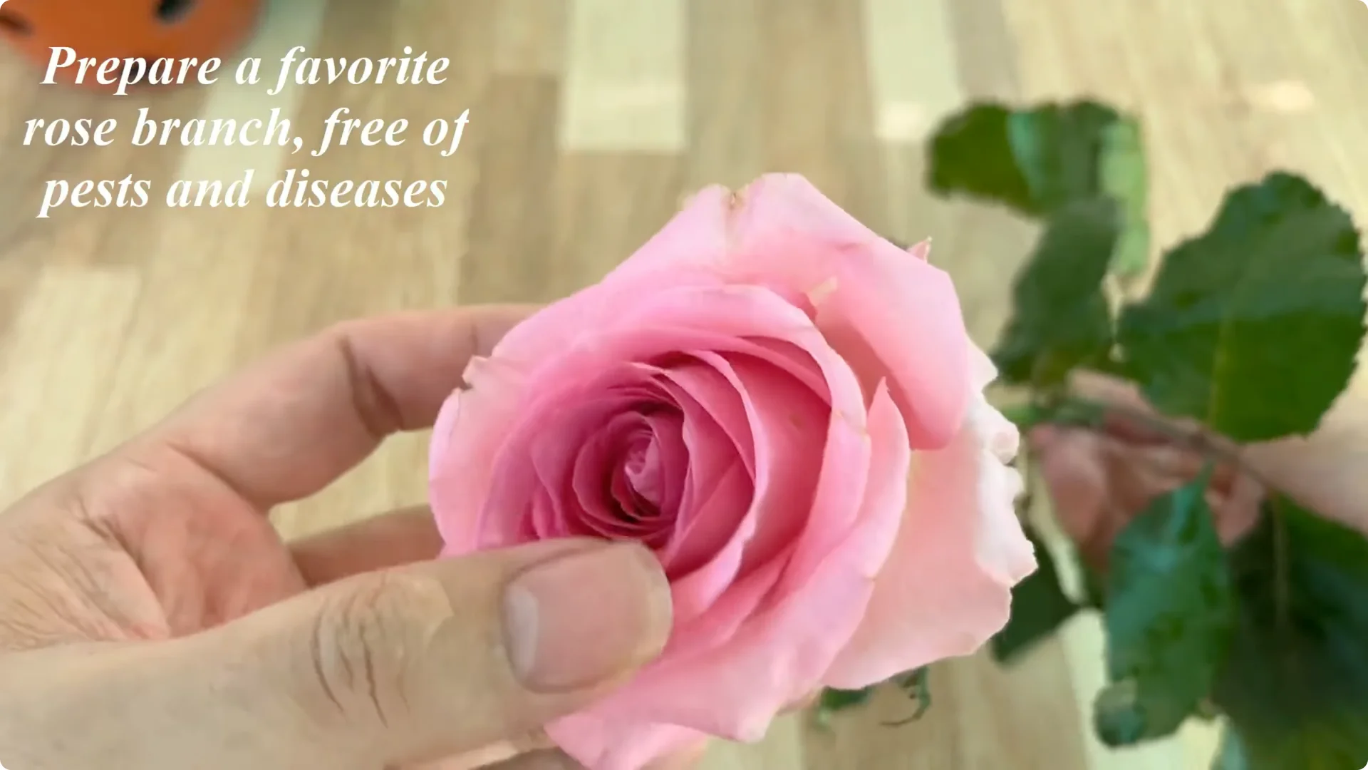 How One Spoon Helped a Rose Branch Root and Bloom Continuously screenshot 1