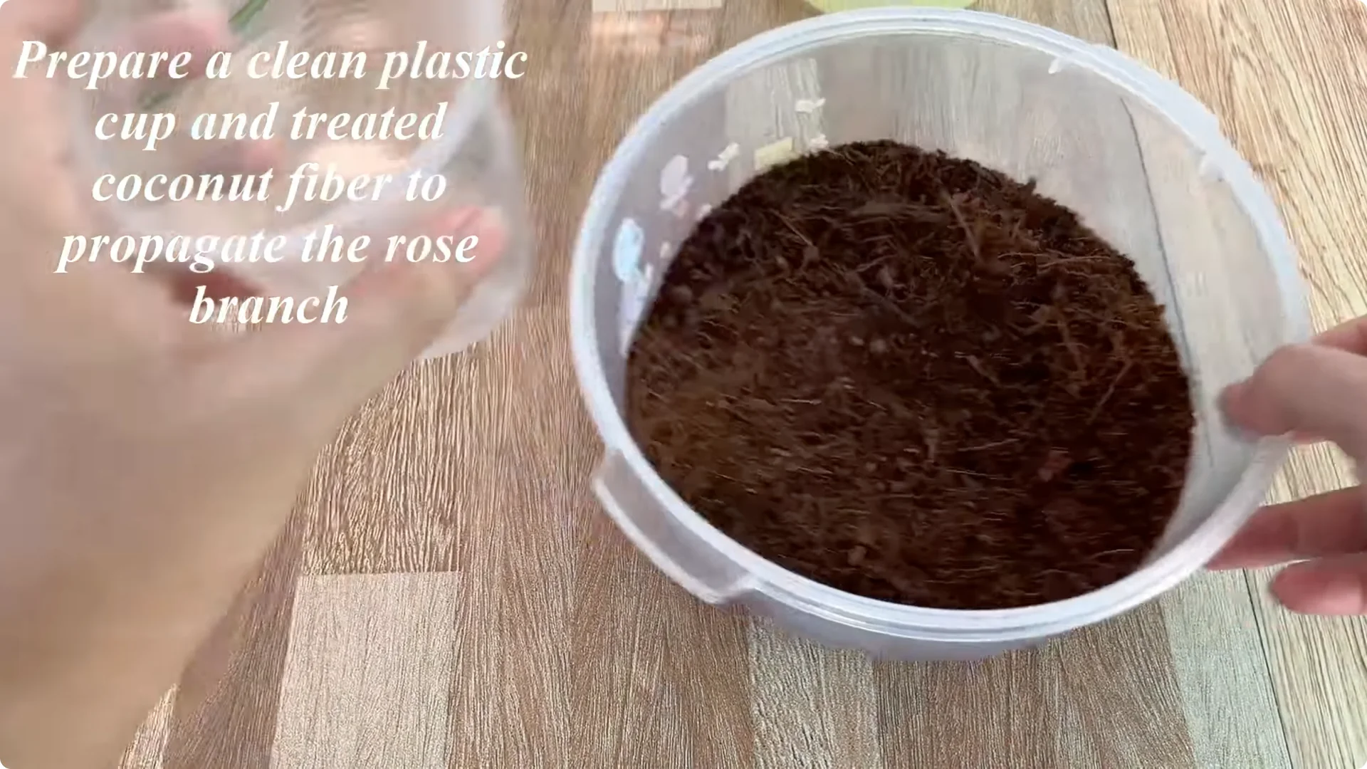 How One Spoon Helped a Rose Branch Root and Bloom Continuously screenshot 12