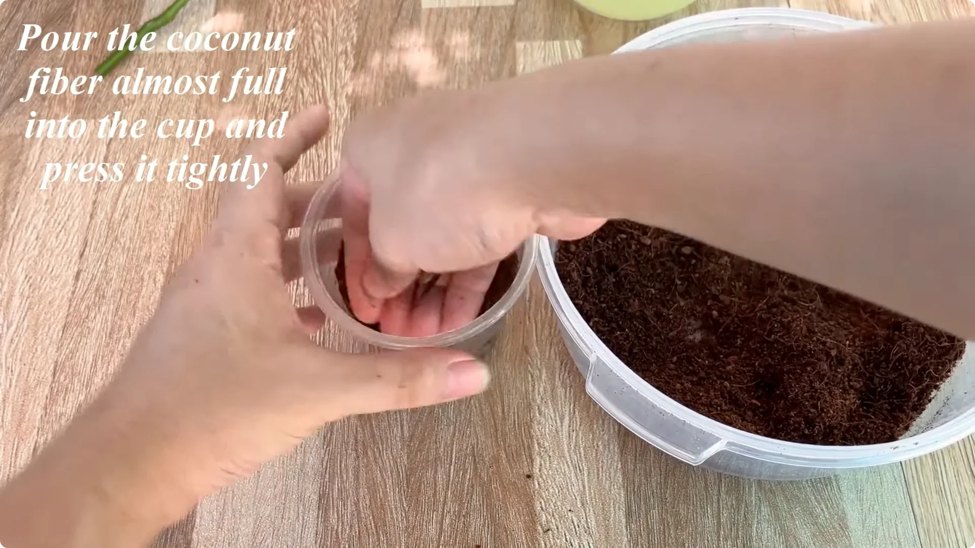 How One Spoon Helped a Rose Branch Root and Bloom Continuously screenshot 13