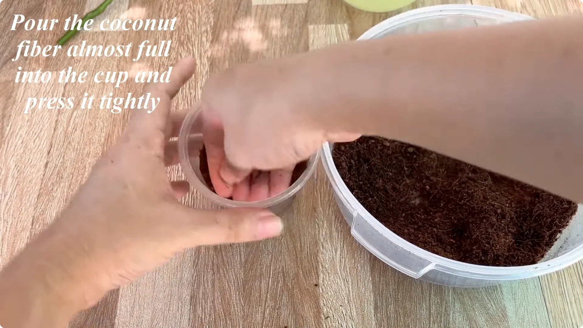 How One Spoon Helped a Rose Branch Root and Bloom Continuously screenshot 14