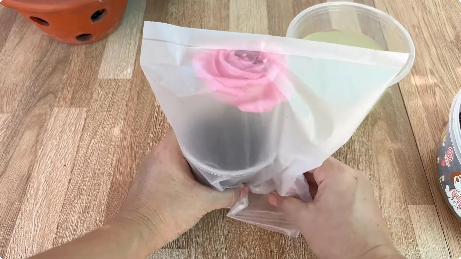 How One Spoon Helped a Rose Branch Root and Bloom Continuously screenshot 18