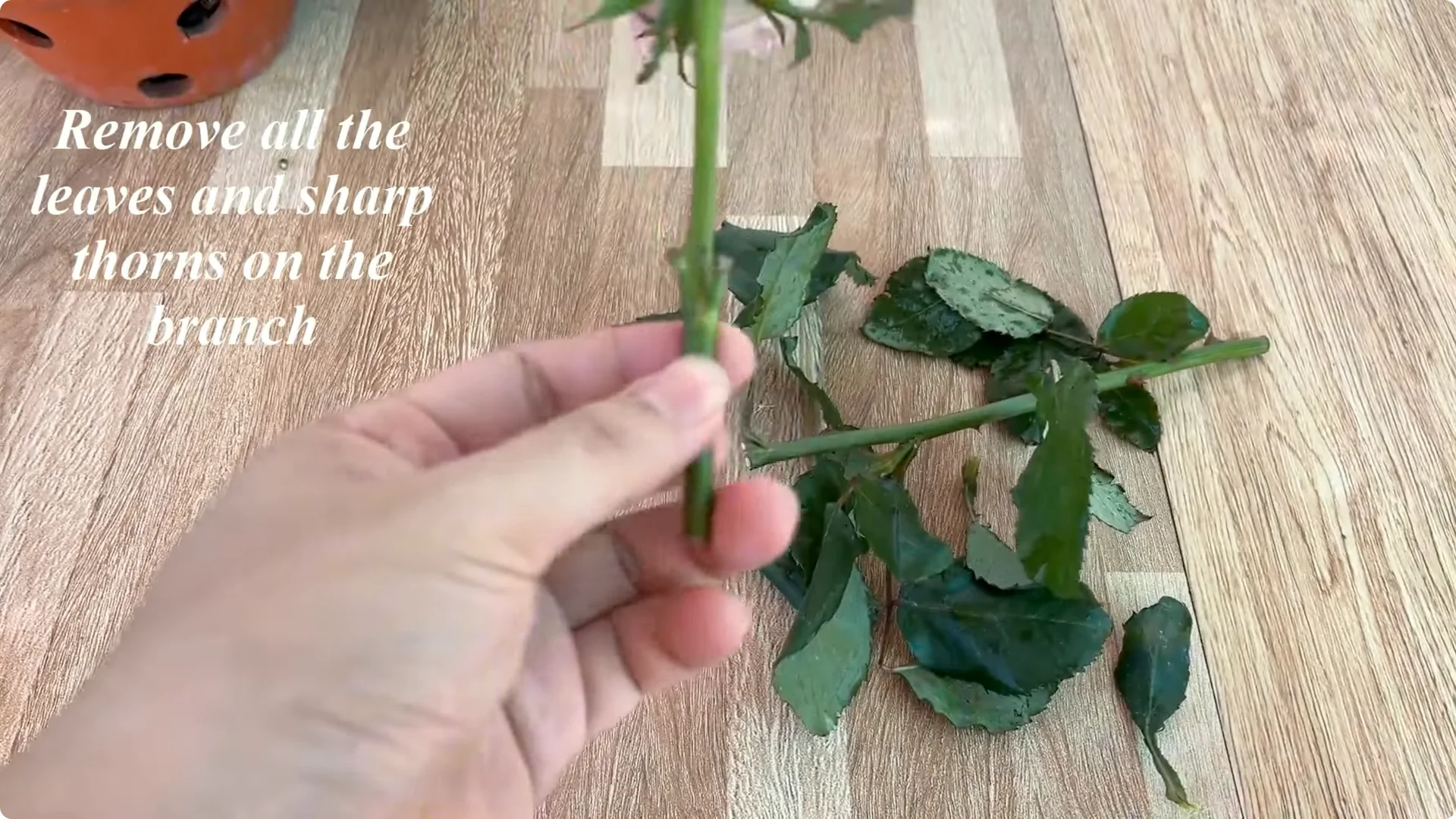 How One Spoon Helped a Rose Branch Root and Bloom Continuously screenshot 2