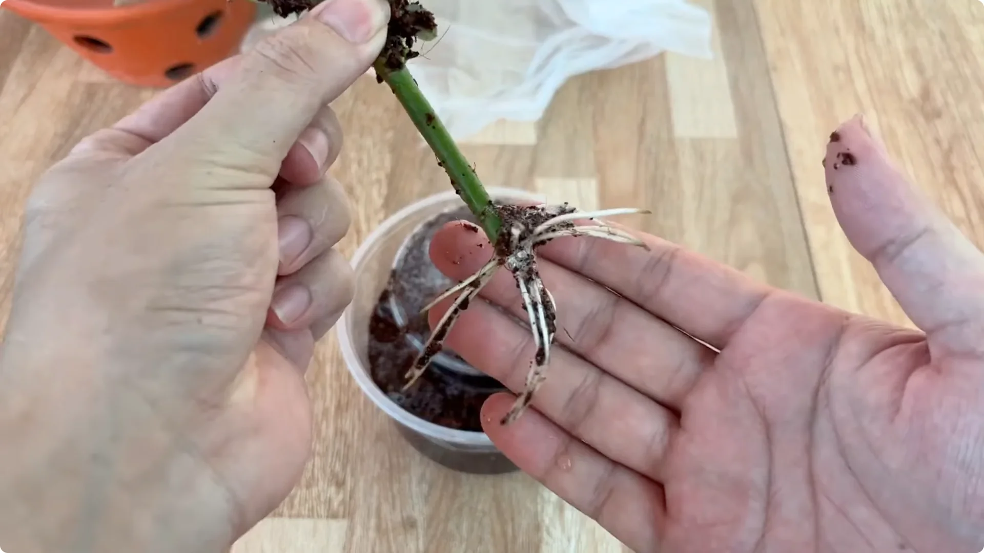 How One Spoon Helped a Rose Branch Root and Bloom Continuously screenshot 21