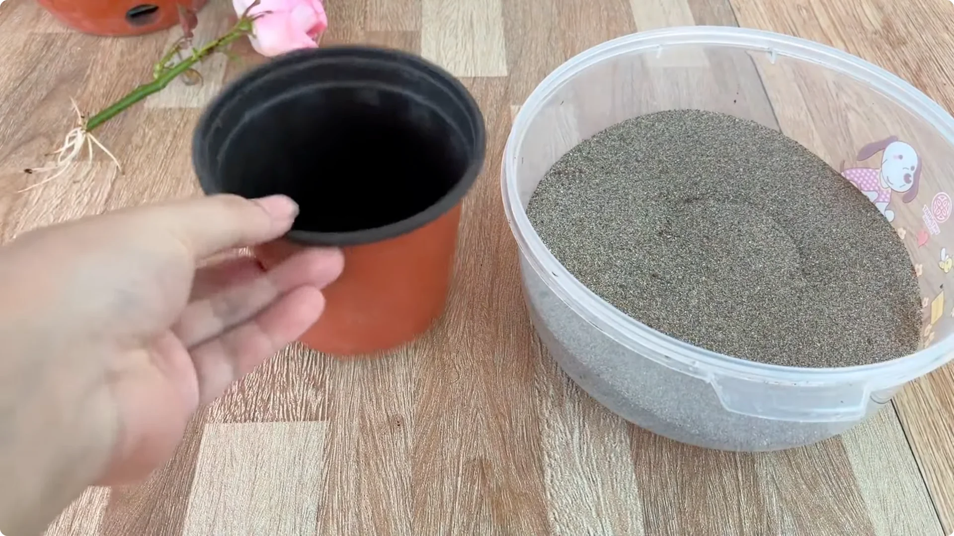 How One Spoon Helped a Rose Branch Root and Bloom Continuously screenshot 22