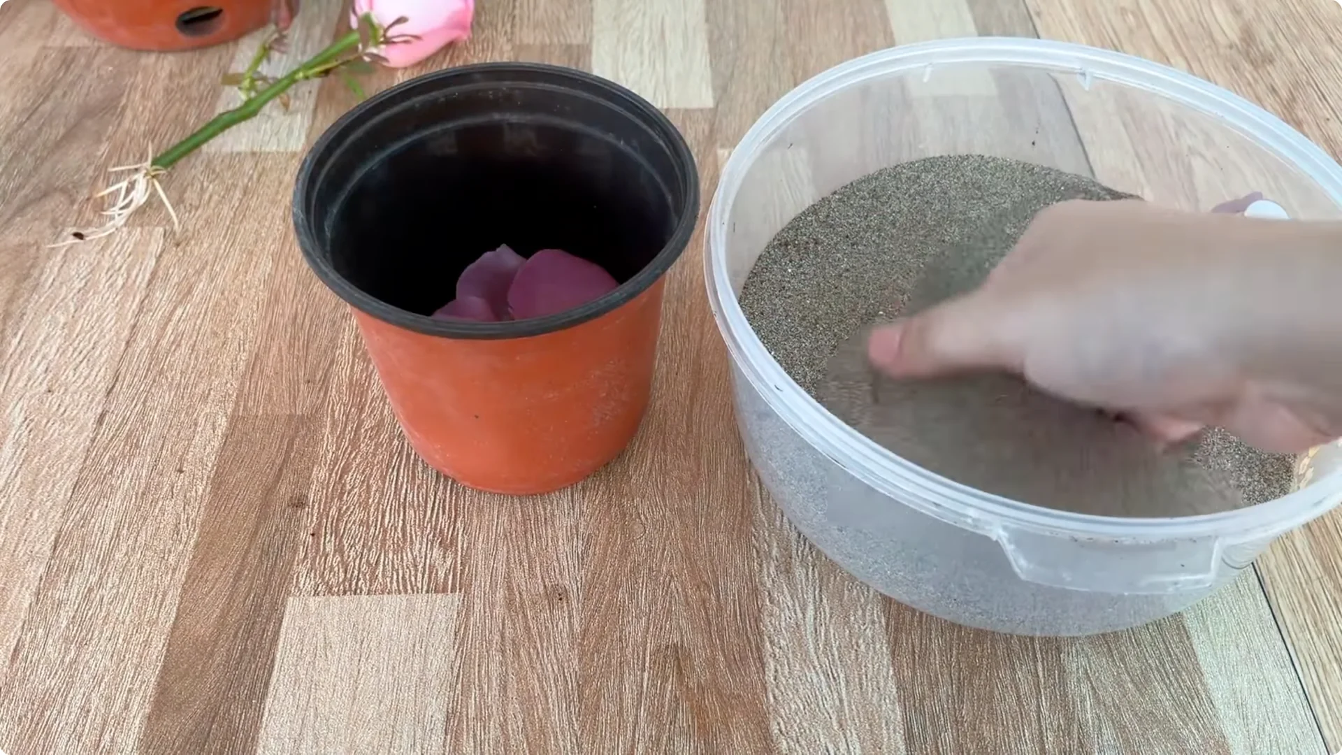 How One Spoon Helped a Rose Branch Root and Bloom Continuously screenshot 24