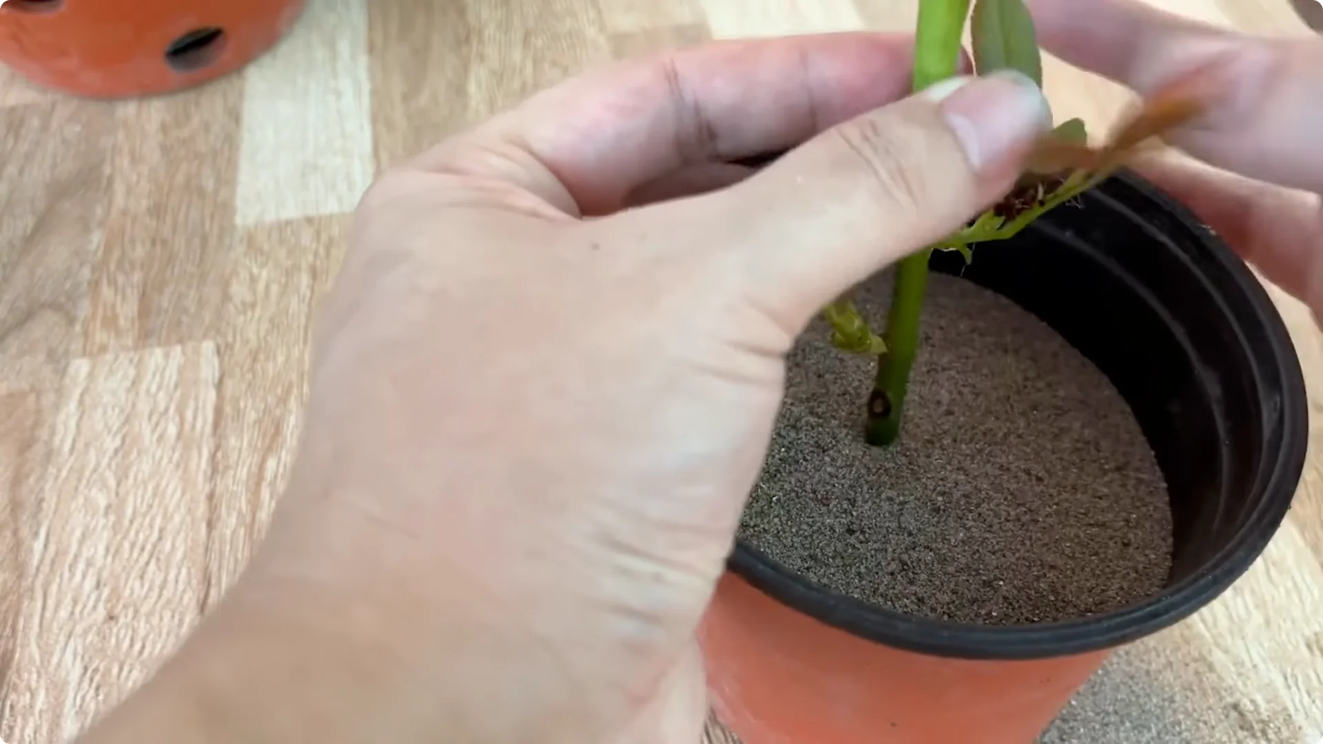 How One Spoon Helped a Rose Branch Root and Bloom Continuously screenshot 25