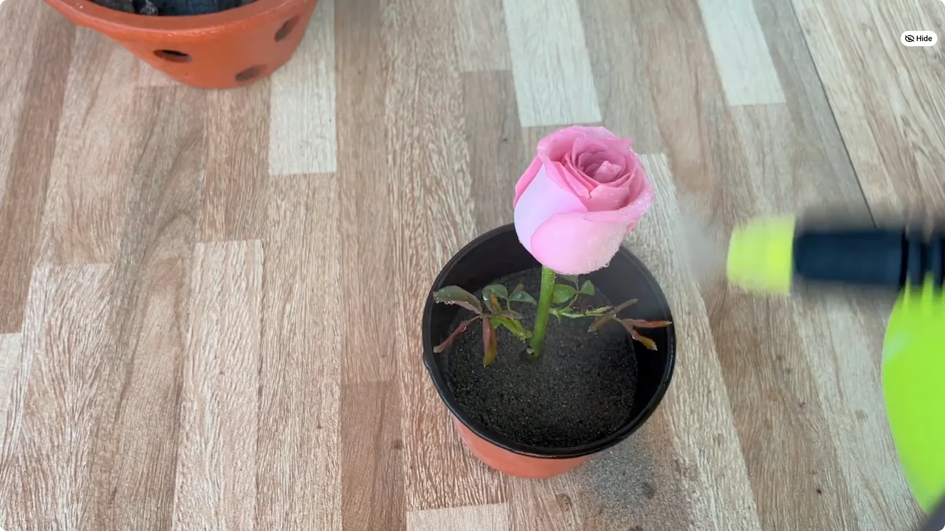 How One Spoon Helped a Rose Branch Root and Bloom Continuously screenshot 26