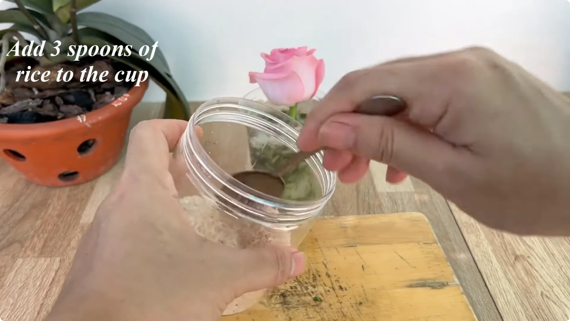 How One Spoon Helped a Rose Branch Root and Bloom Continuously screenshot 9