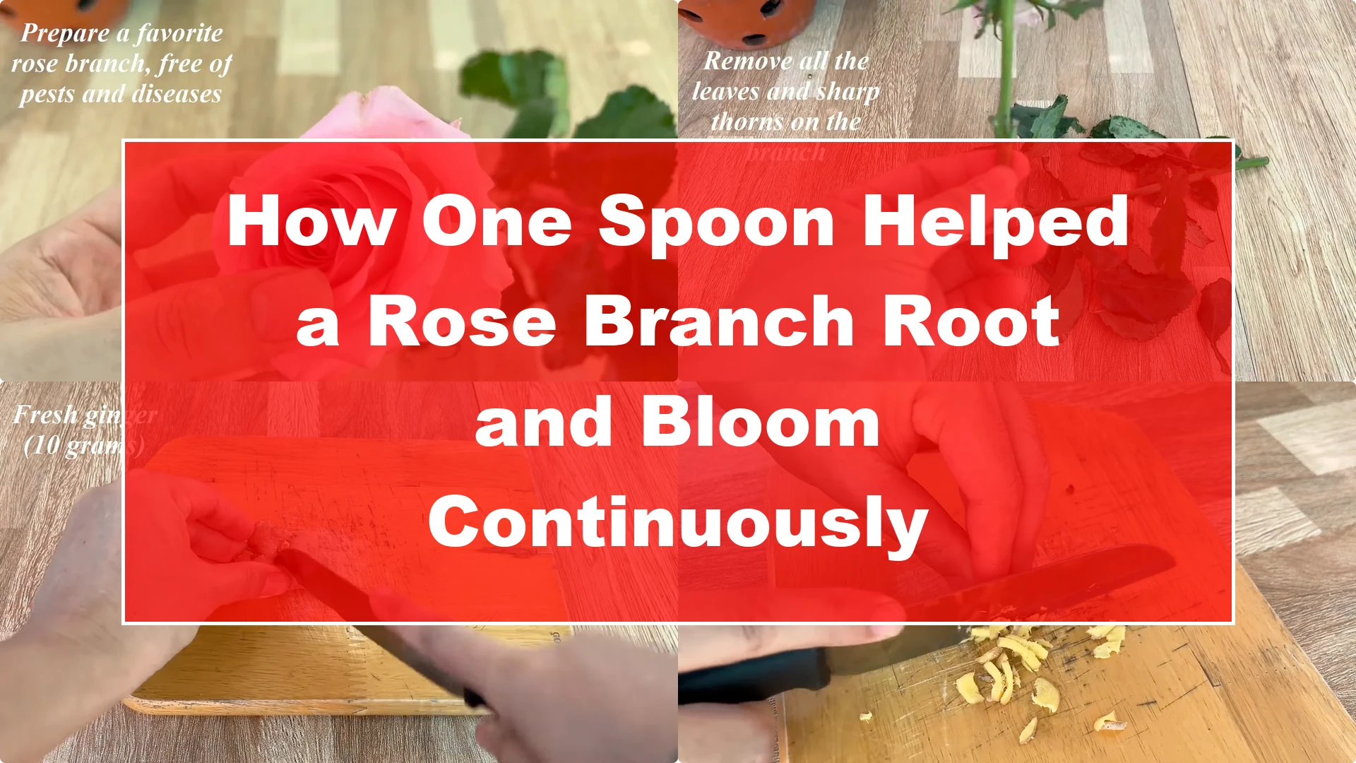 How One Spoon Helped a Rose Branch Root and Bloom Continuously - Featured Image