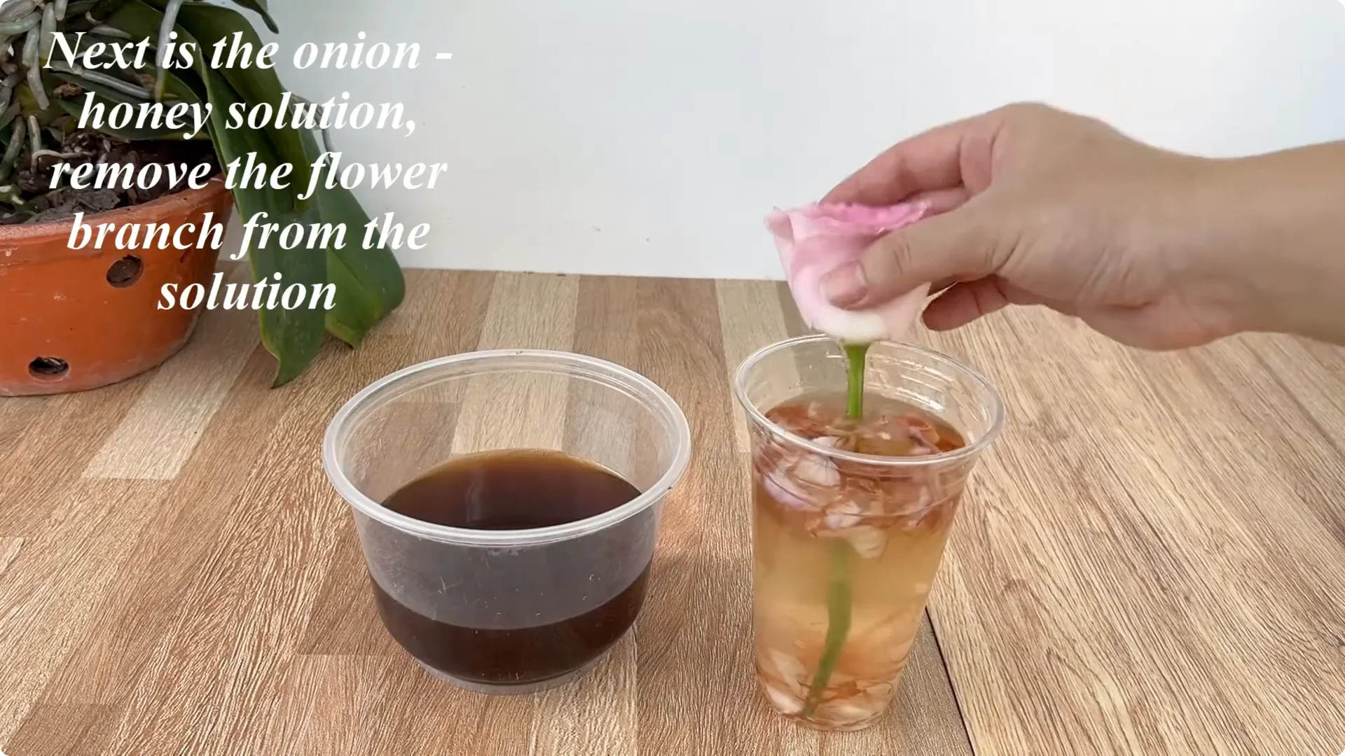 How One Spoon Helped This Rose Branch Root and Bloom screenshot 5