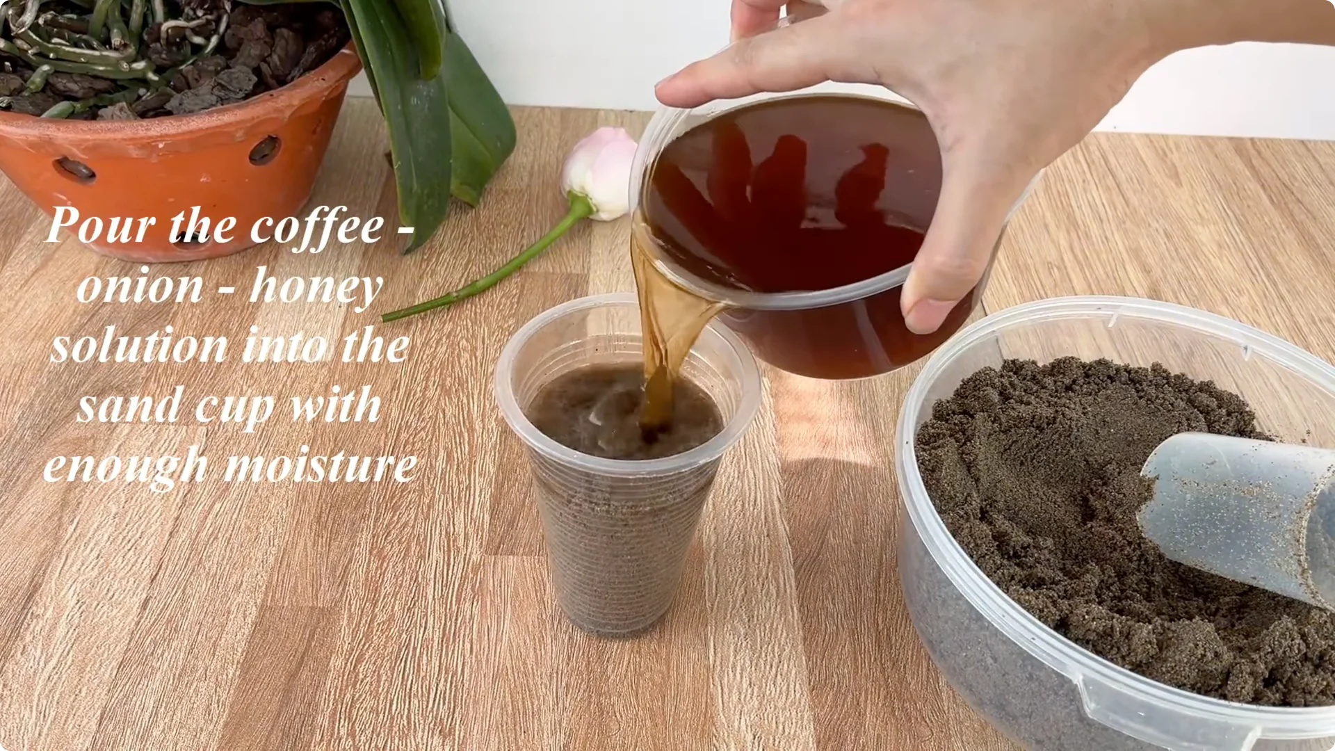 How One Spoon Helped This Rose Branch Root and Bloom screenshot 6