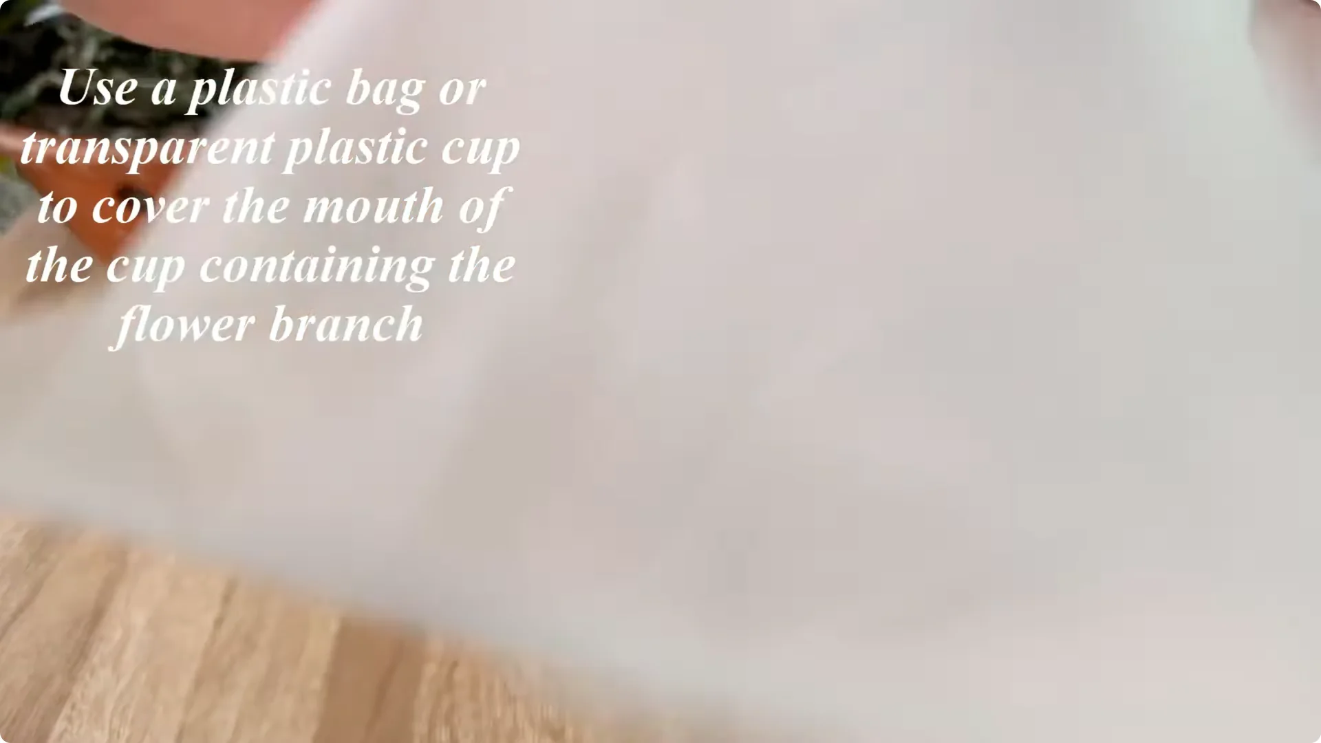 How One Spoon Helped This Rose Branch Root and Bloom screenshot 7