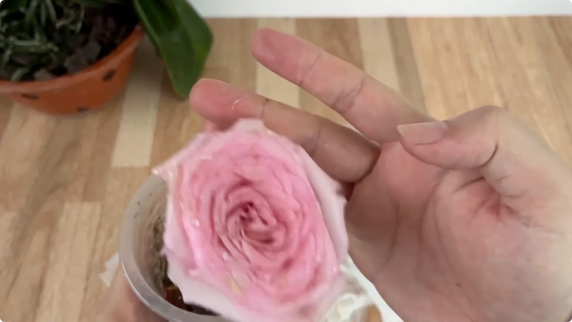 How One Spoon Helped This Rose Branch Root and Bloom screenshot 8