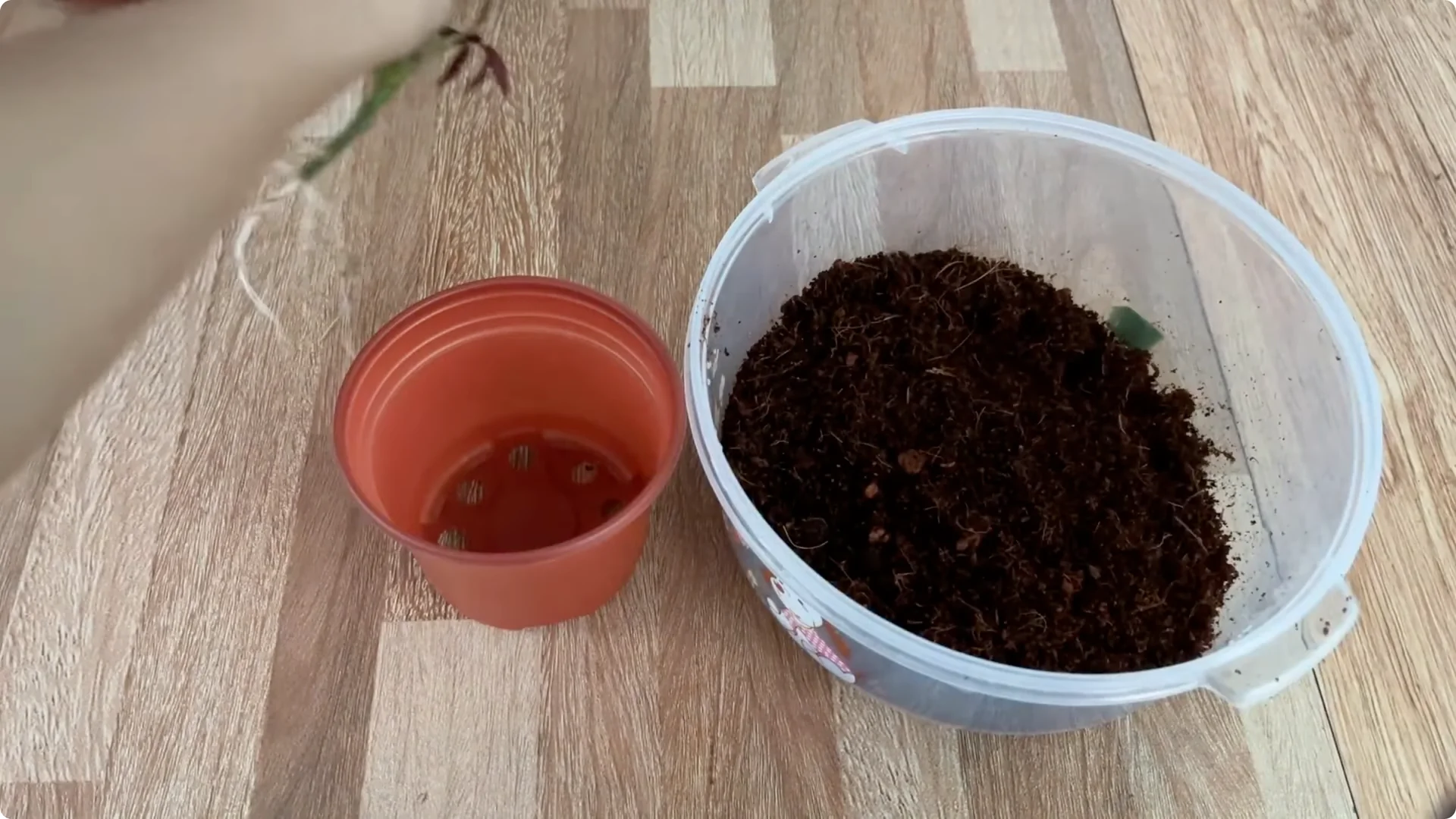 How One Spoon Helped This Rose Branch Root and Bloom screenshot 9