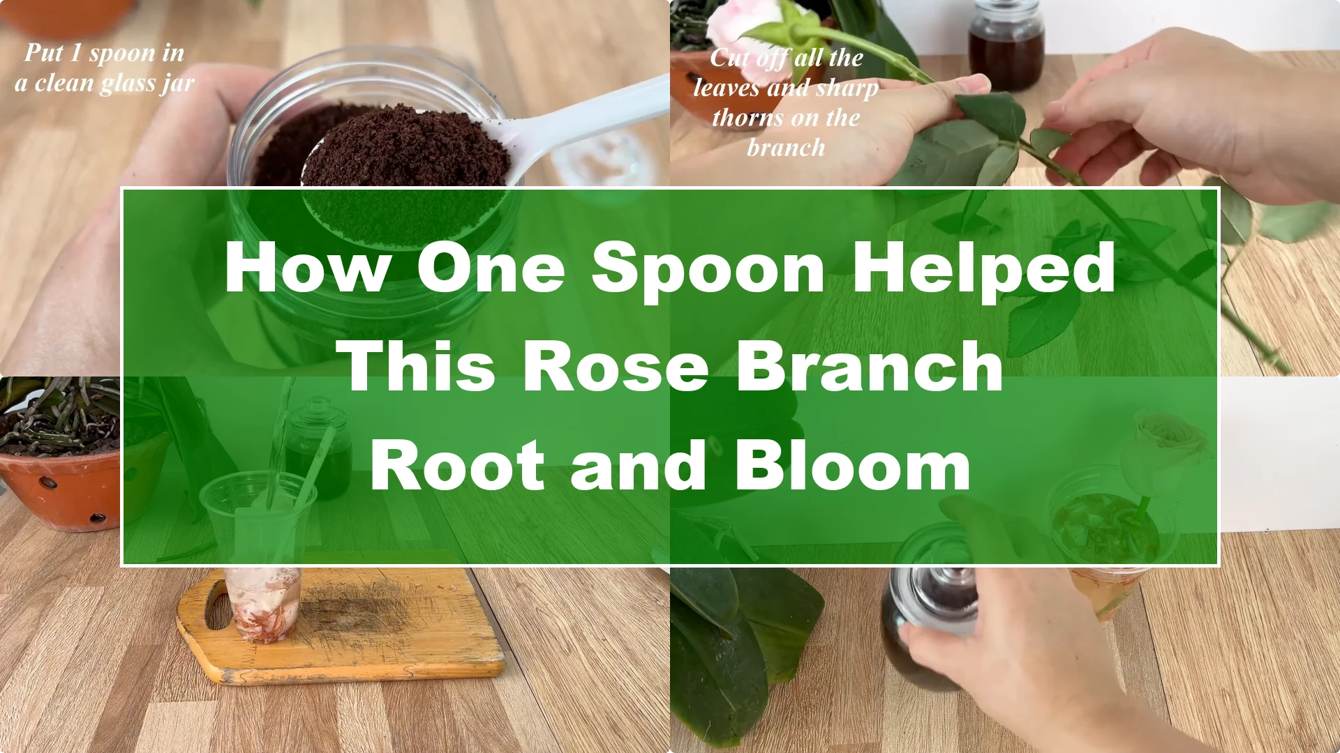How One Spoon Helped This Rose Branch Root and Bloom - Featured Image