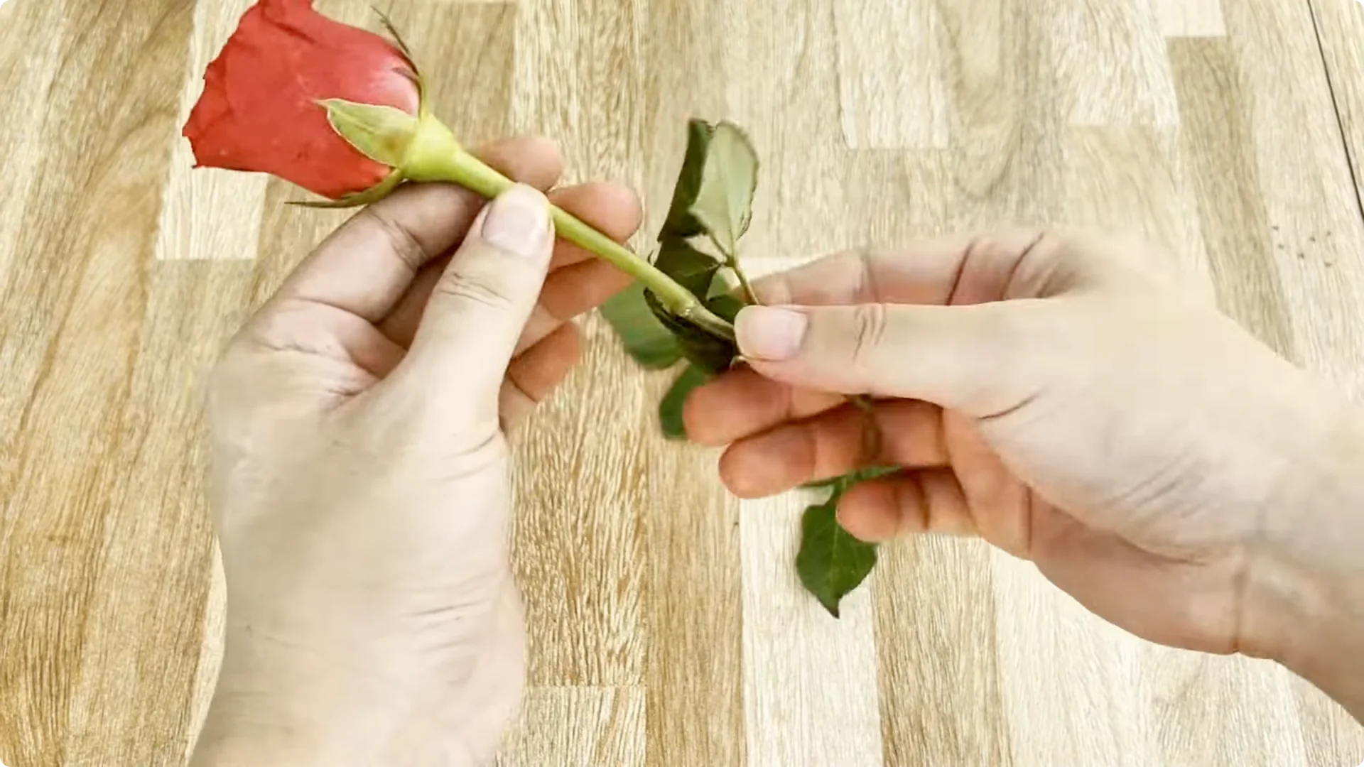 How One Spoon Helps Rose Branches Root and Bloom Rapidly screenshot 2