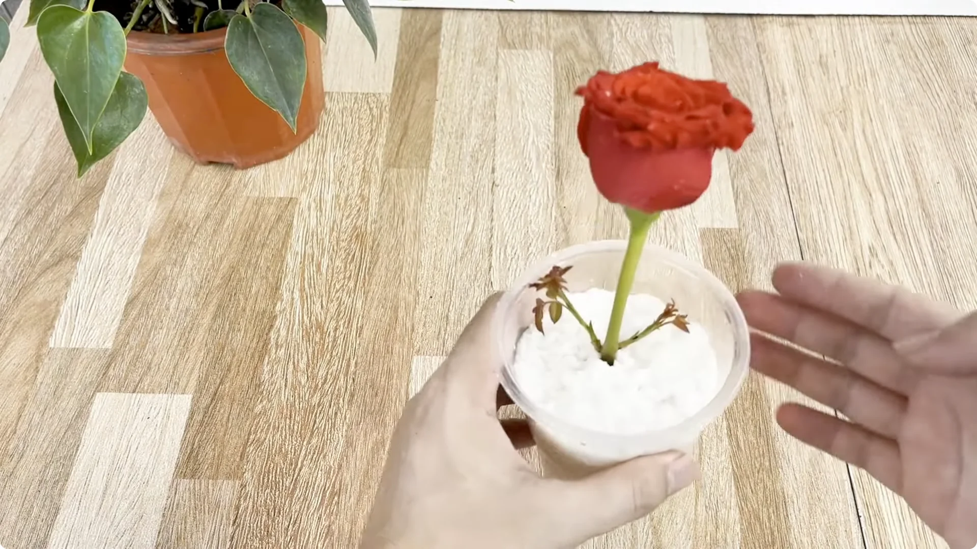 How One Spoon Helps Rose Branches Root and Bloom Rapidly screenshot 6