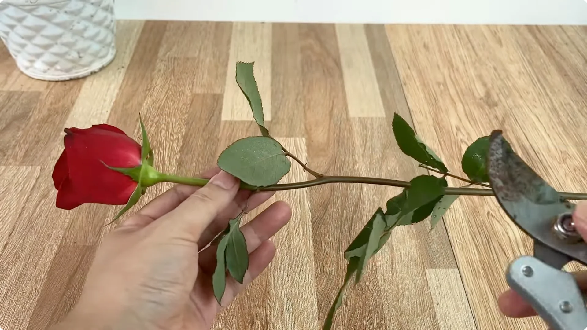 How One Spoon Transforms Your Rose Plant’s Roots and Blooms screenshot 1