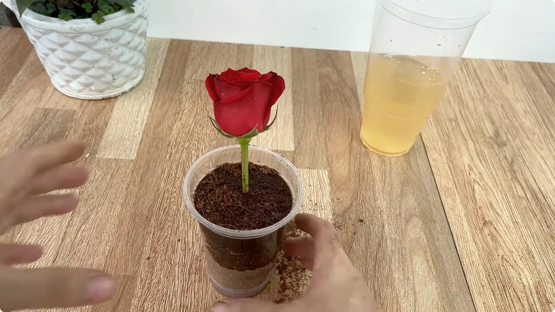 How One Spoon Transforms Your Rose Plant’s Roots and Blooms screenshot 10