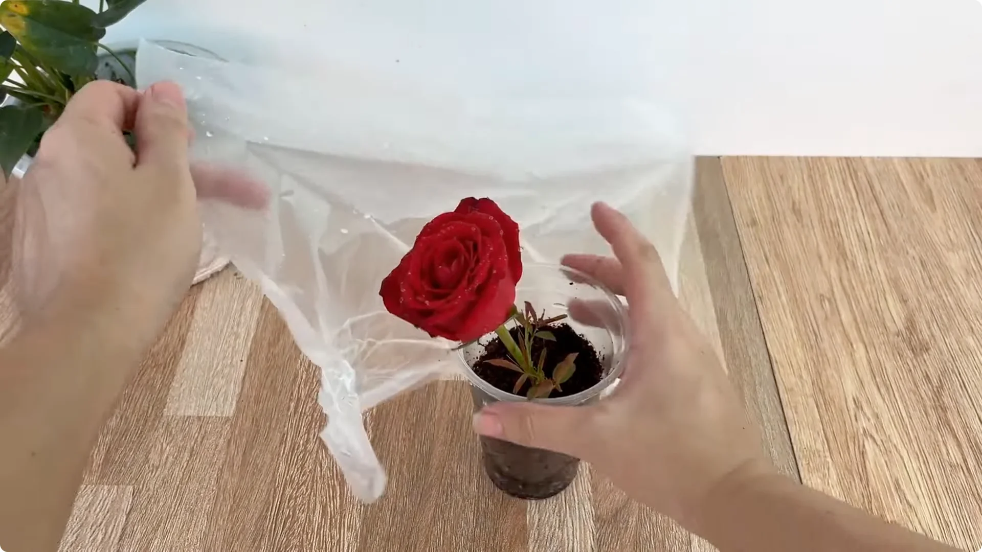 How One Spoon Transforms Your Rose Plant’s Roots and Blooms screenshot 12