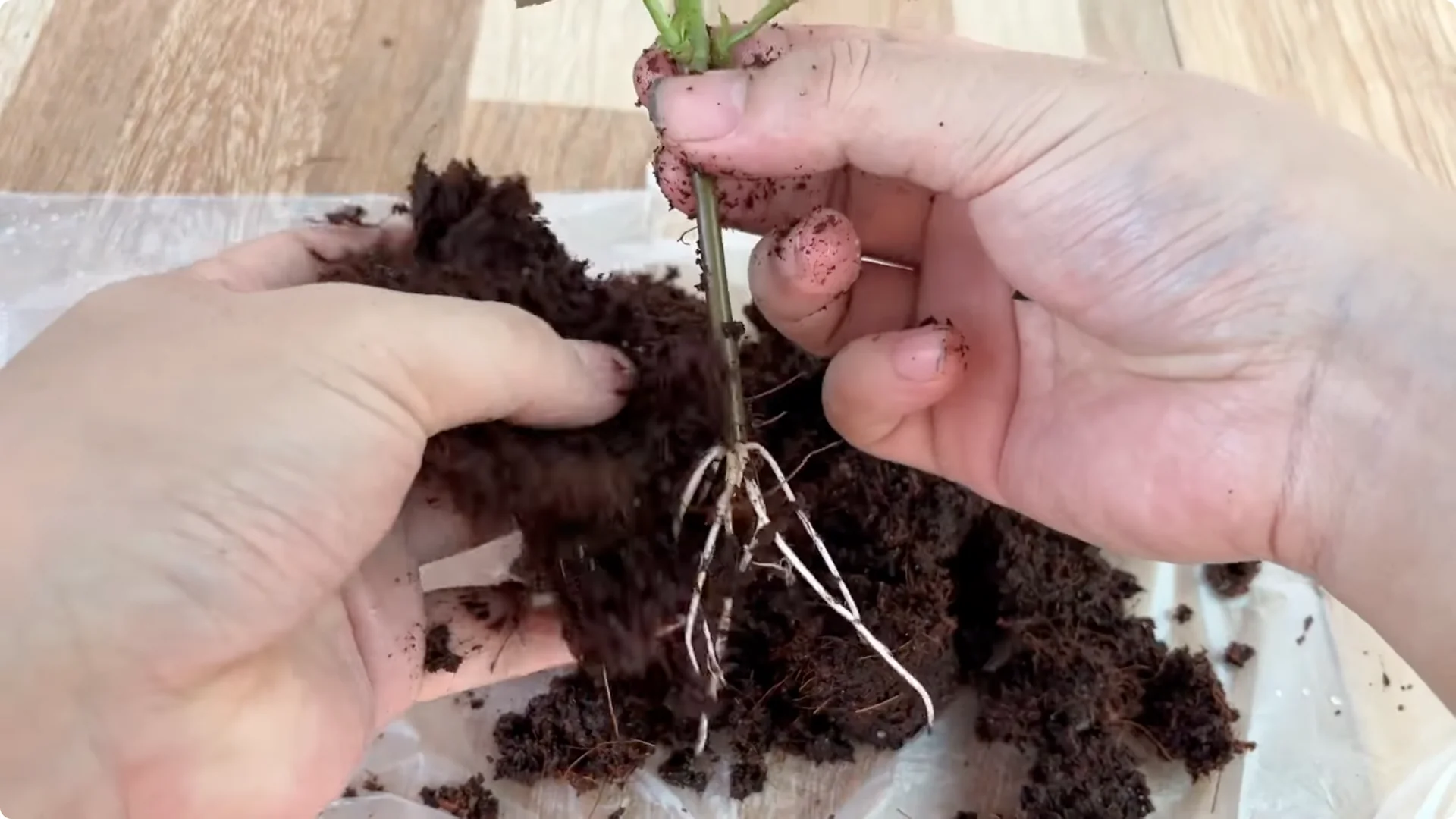 How One Spoon Transforms Your Rose Plant’s Roots and Blooms screenshot 13