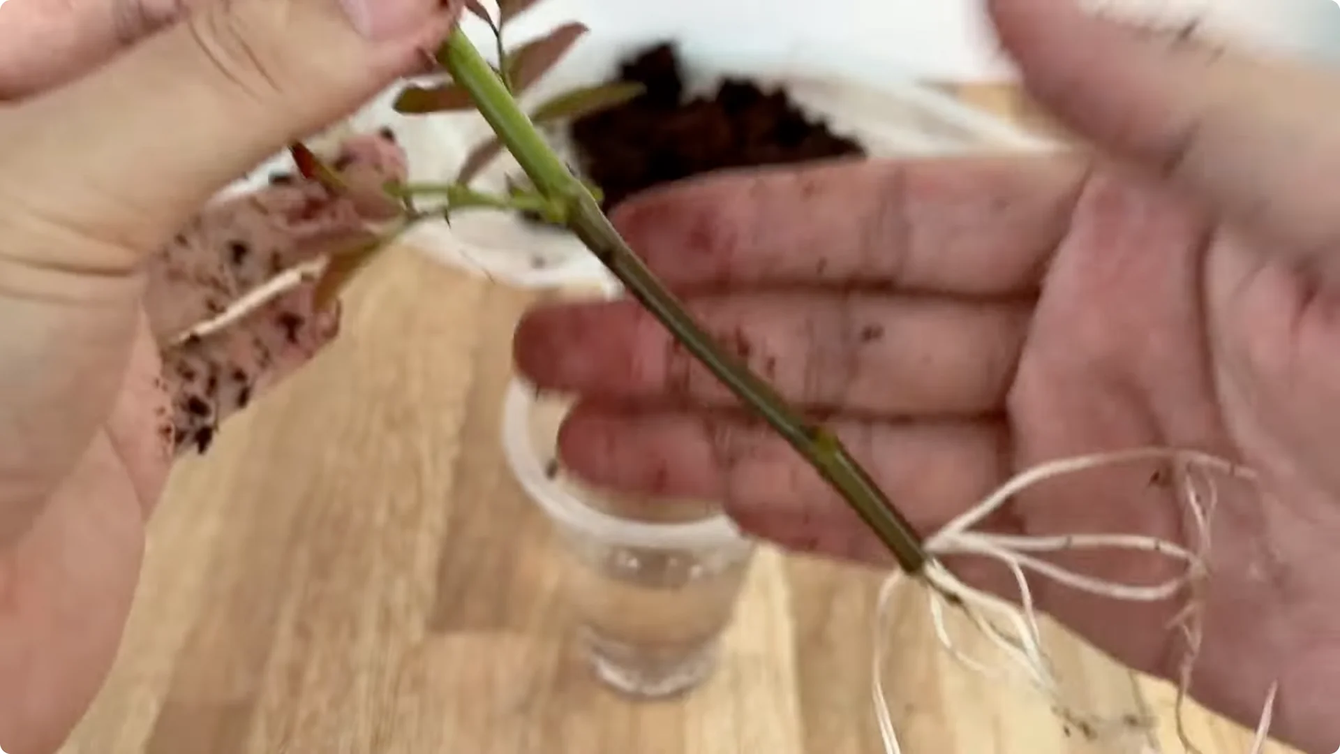 How One Spoon Transforms Your Rose Plant’s Roots and Blooms screenshot 14