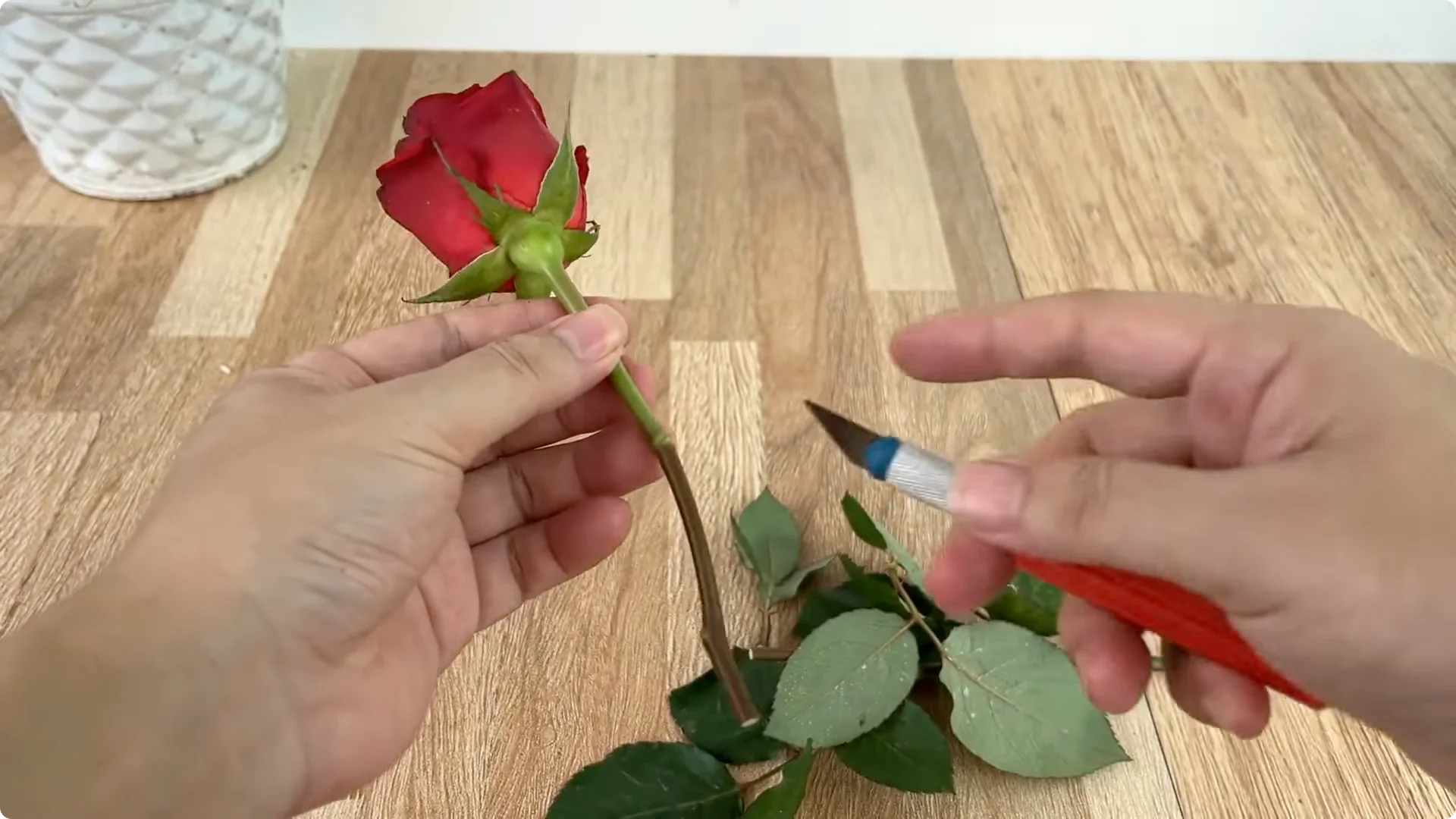 How One Spoon Transforms Your Rose Plant’s Roots and Blooms screenshot 2