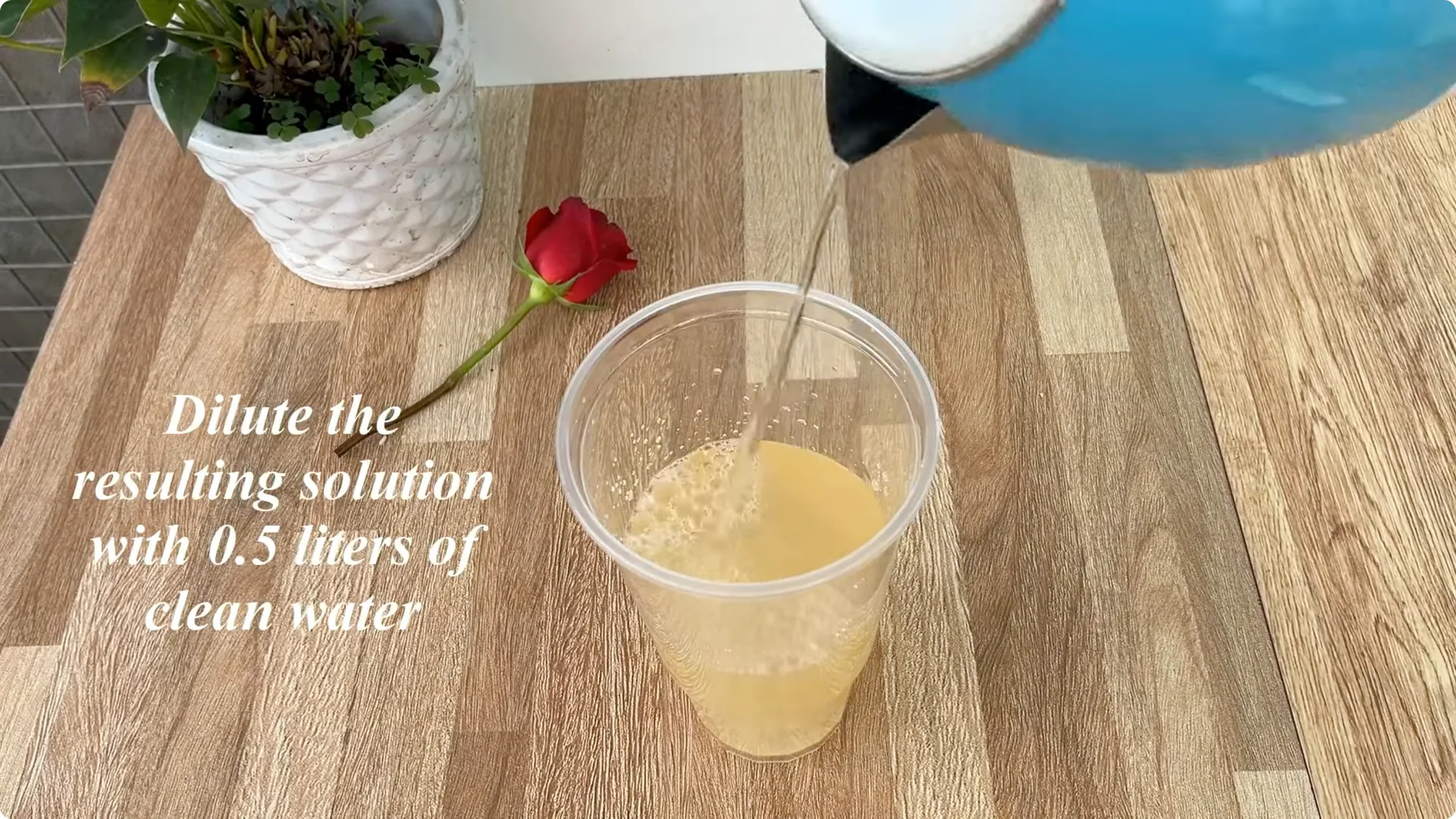 How One Spoon Transforms Your Rose Plant’s Roots and Blooms screenshot 8