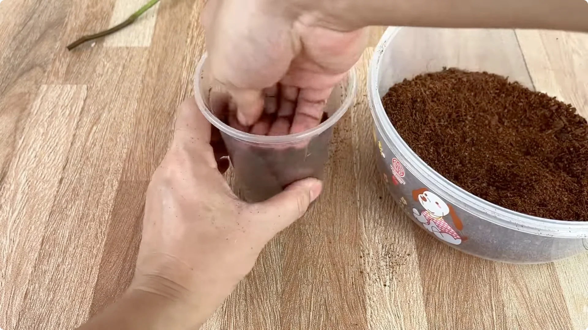 How One Spoon Transforms Your Rose Plant’s Roots and Blooms screenshot 9