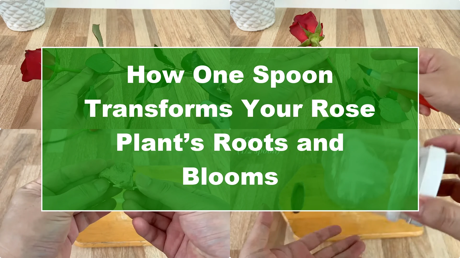 How One Spoon Transforms Your Rose Plant’s Roots and Blooms - Featured Image
