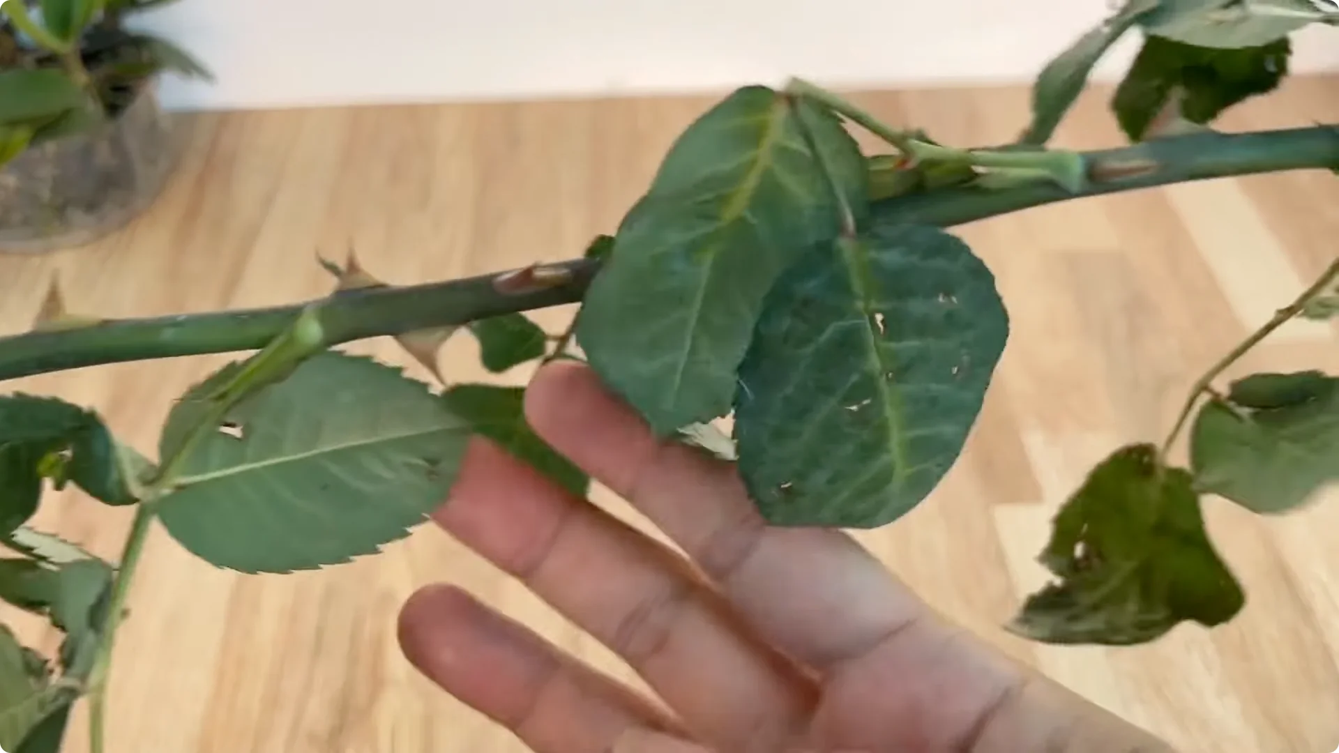 How One Spoonful Helps Rose Branches Root and Bloom More screenshot 1