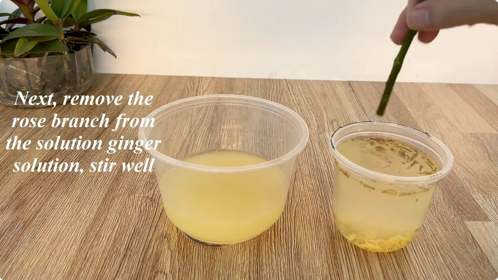 How One Spoonful Helps Rose Branches Root and Bloom More screenshot 4