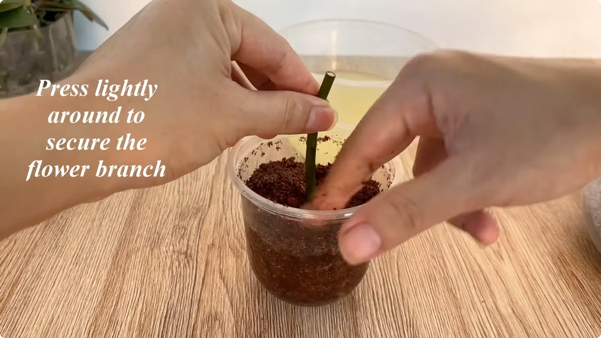 How One Spoonful Helps Rose Branches Root and Bloom More screenshot 6