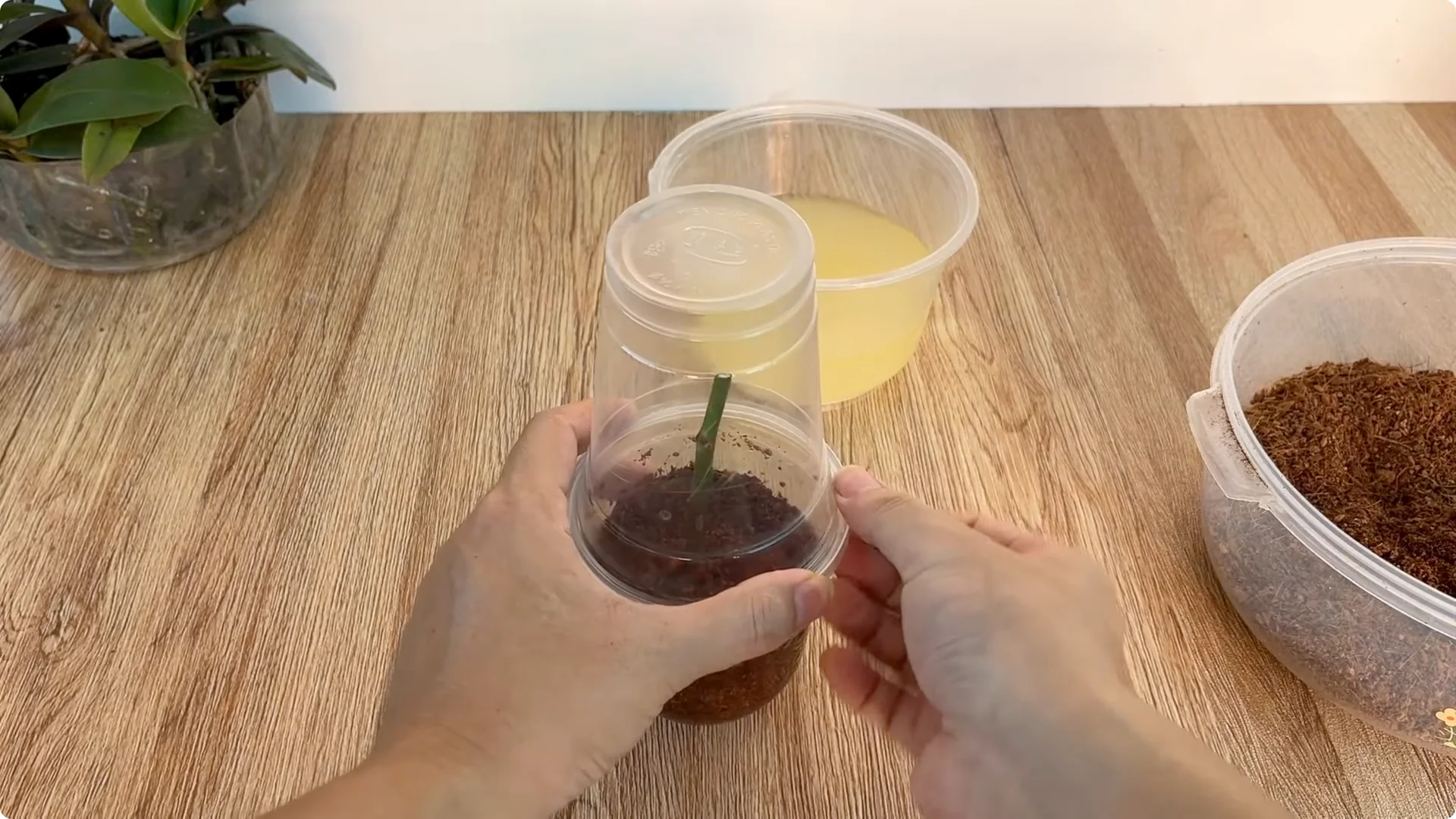 How One Spoonful Helps Rose Branches Root and Bloom More screenshot 7