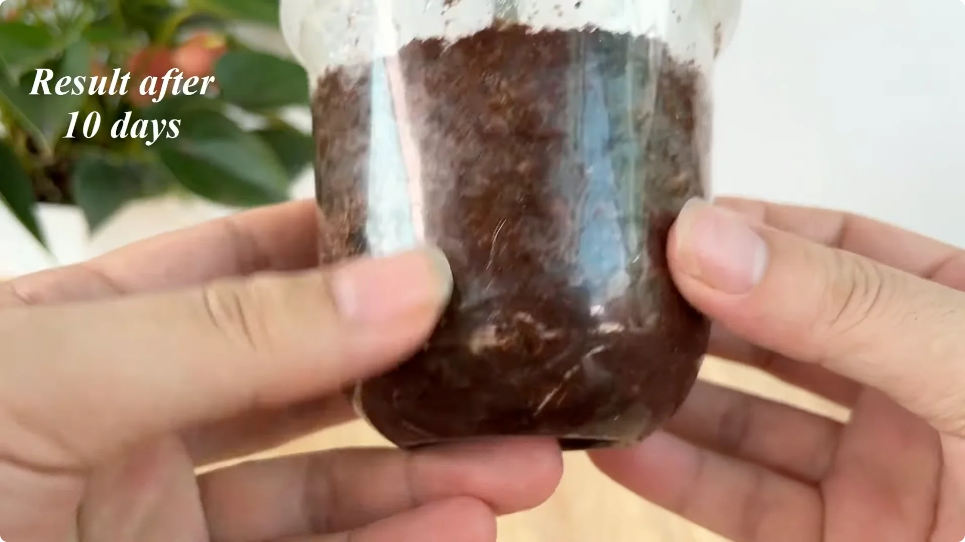 How One Spoonful Helps Rose Branches Root and Bloom More screenshot 8