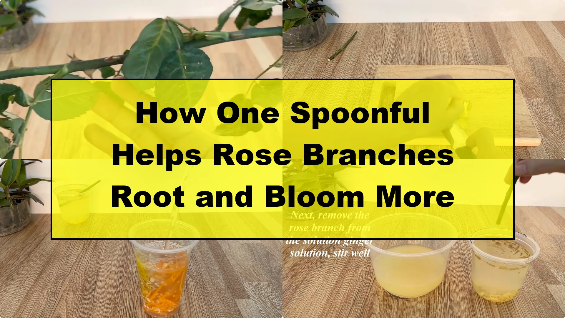 How One Spoonful Helps Rose Branches Root and Bloom More - Featured Image