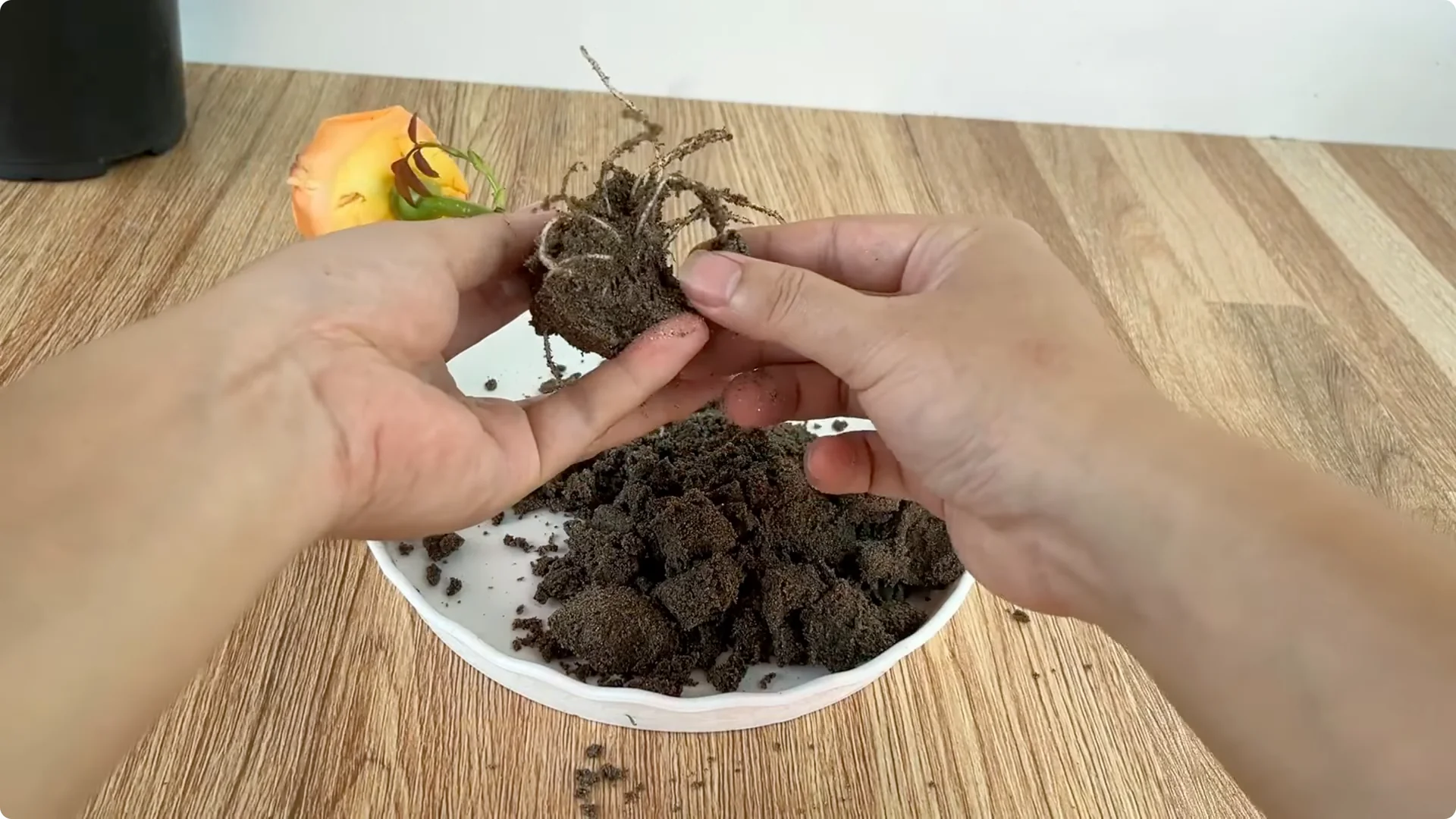 How One Spoonful Helps Rose Branches Root and Bloom Year-Round screenshot 10