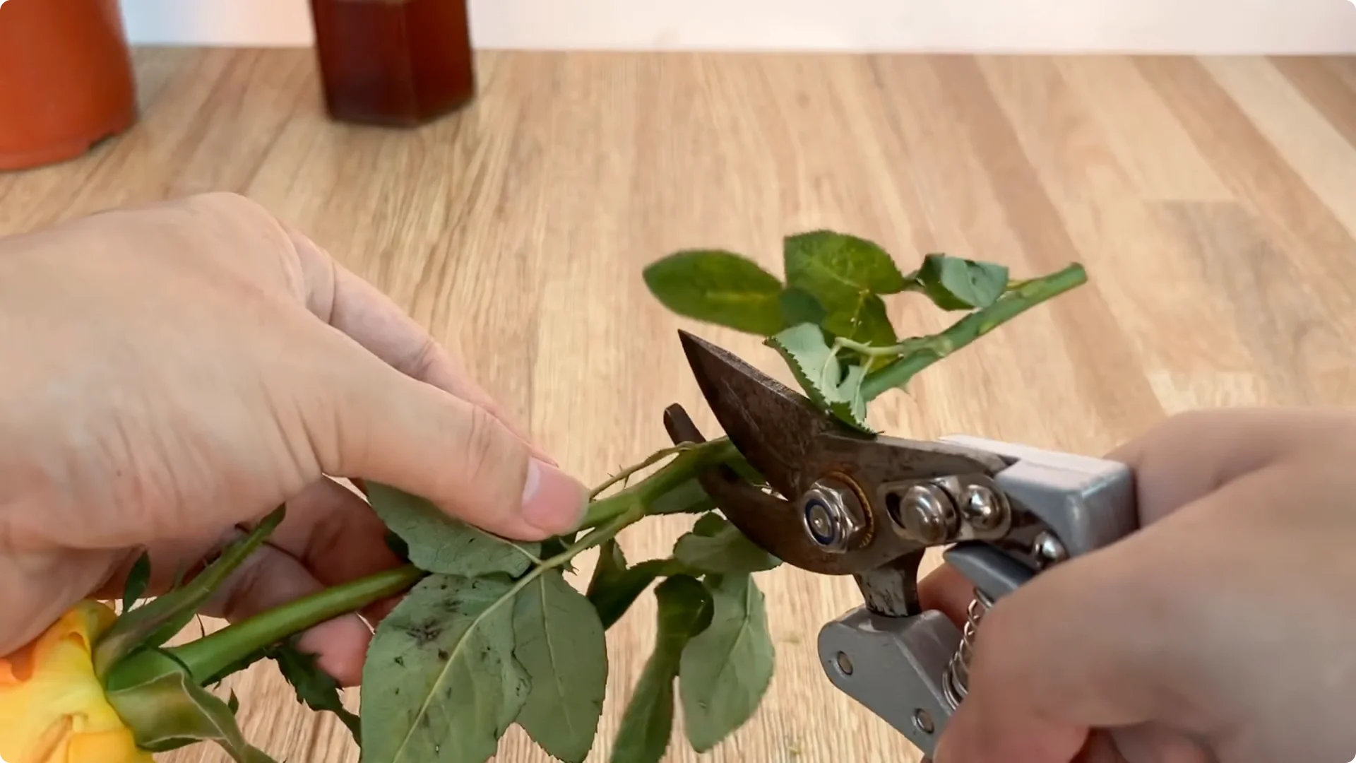 How One Spoonful Helps Rose Branches Root and Bloom Year-Round screenshot 3