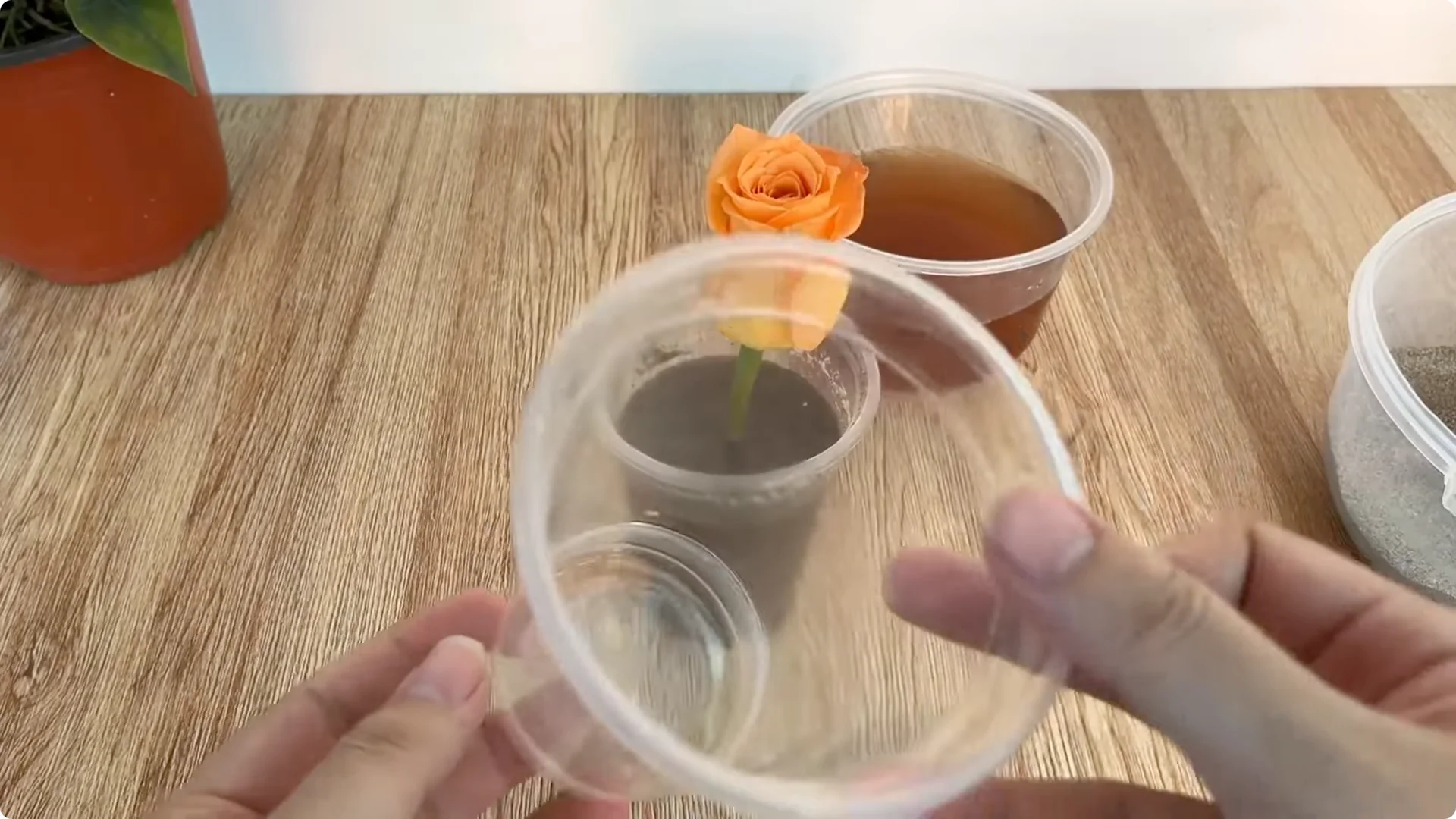 How One Spoonful Helps Rose Branches Root and Bloom Year-Round screenshot 7