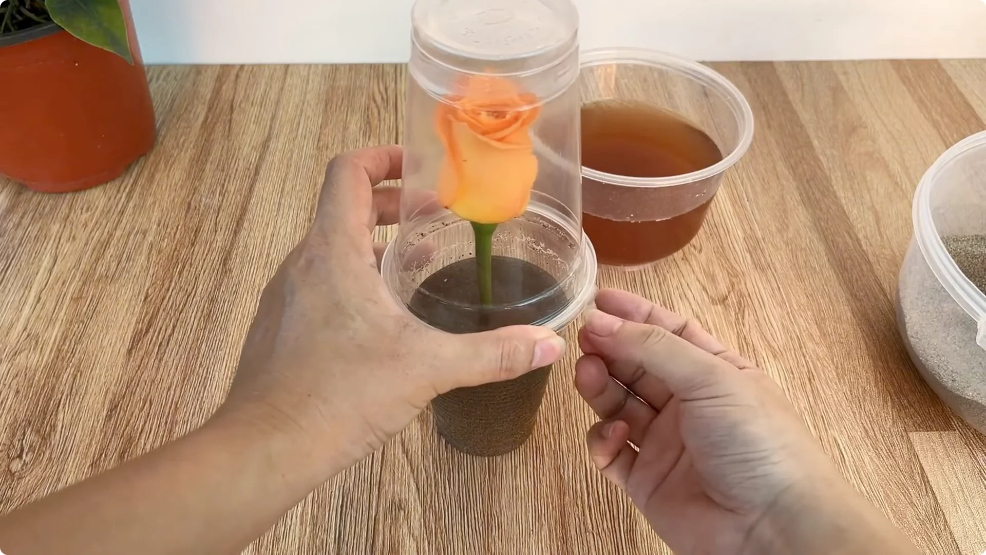 How One Spoonful Helps Rose Branches Root and Bloom Year-Round screenshot 8