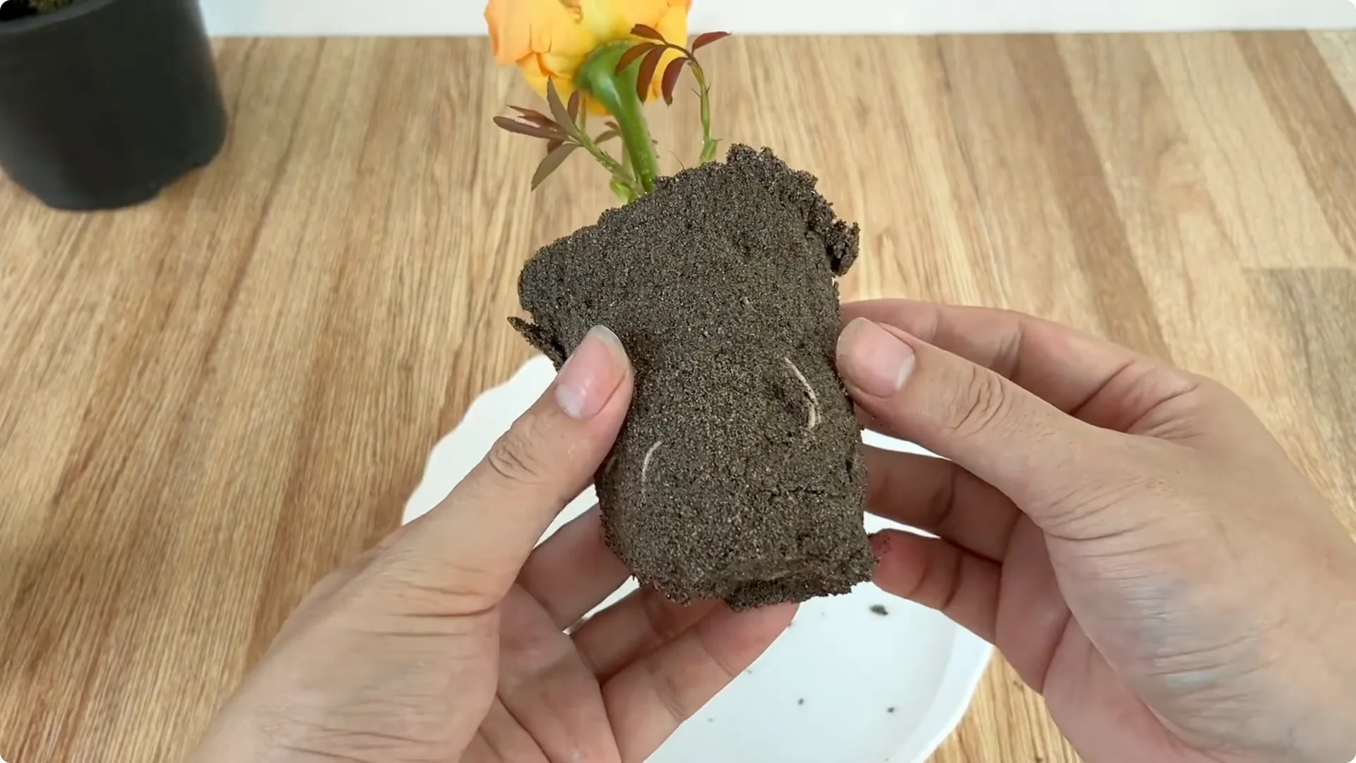 How One Spoonful Helps Rose Branches Root and Bloom Year-Round screenshot 9