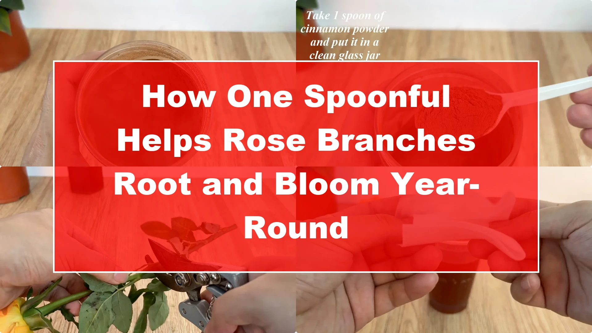 How One Spoonful Helps Rose Branches Root and Bloom Year-Round - Featured Image