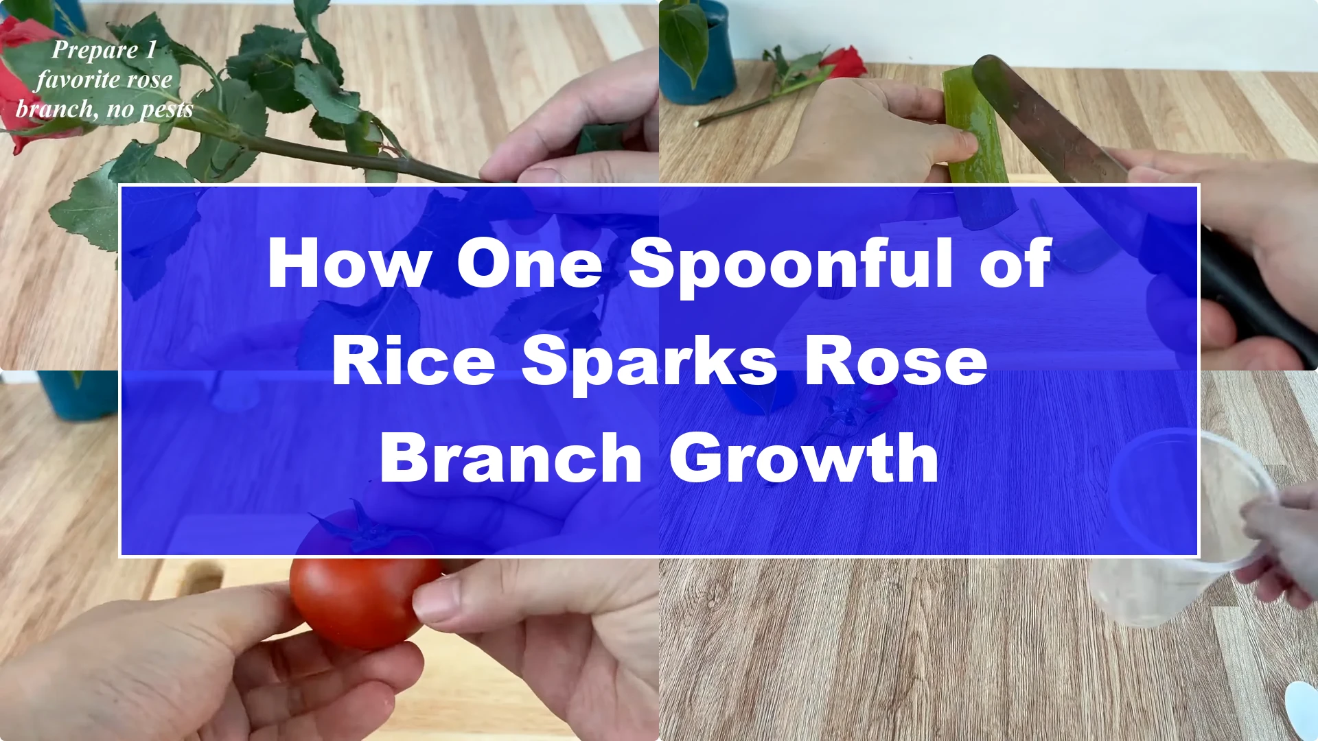 How One Spoonful of Rice Sparks Rose Branch Growth - Featured Image