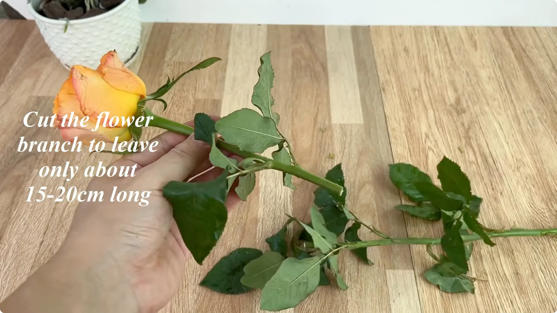 How One Sprinkle Makes Rose Branches Root and Bloom Effortlessly screenshot 1
