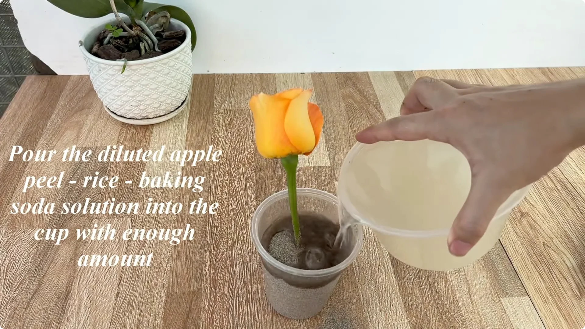 How One Sprinkle Makes Rose Branches Root and Bloom Effortlessly screenshot 5