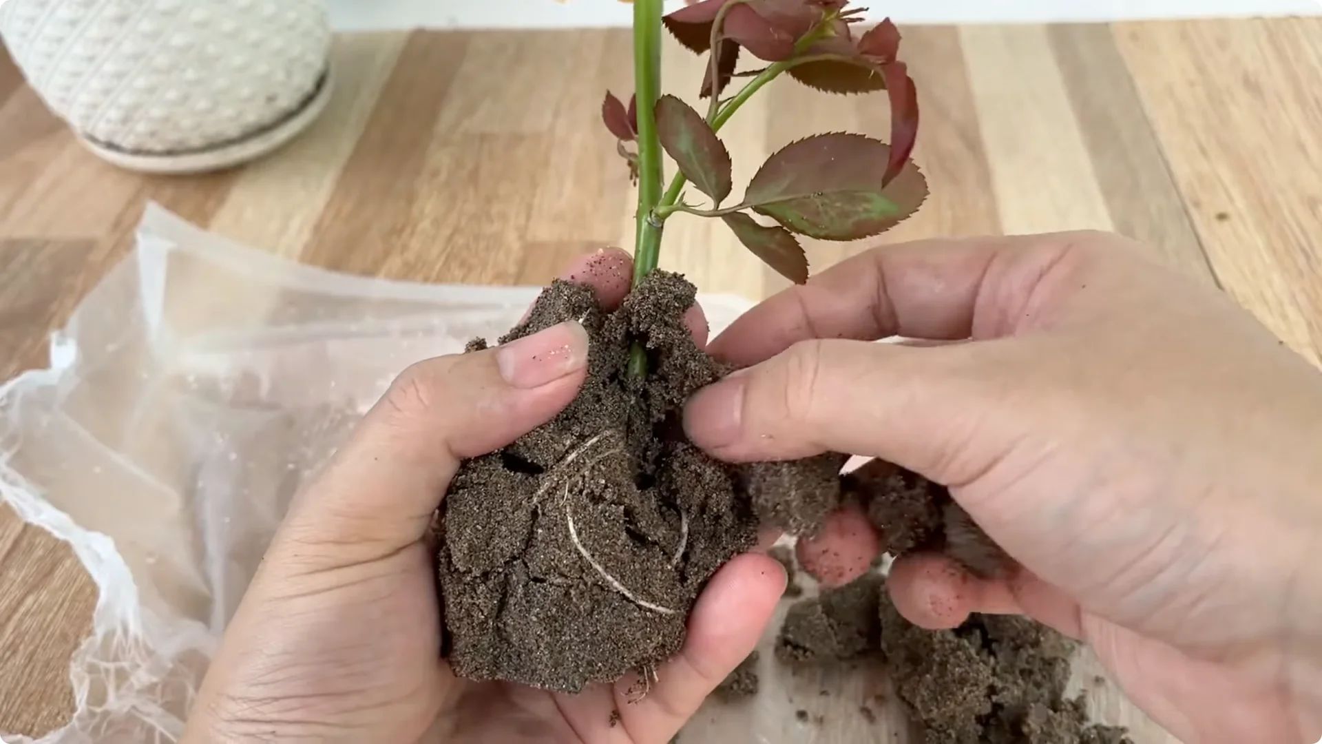 How One Sprinkle Makes Rose Branches Root and Bloom Effortlessly screenshot 6