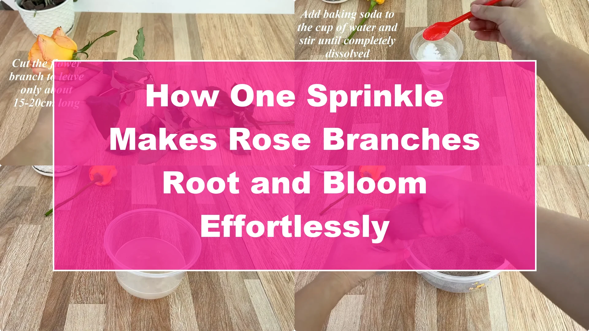 How One Sprinkle Makes Rose Branches Root and Bloom Effortlessly - Featured Image